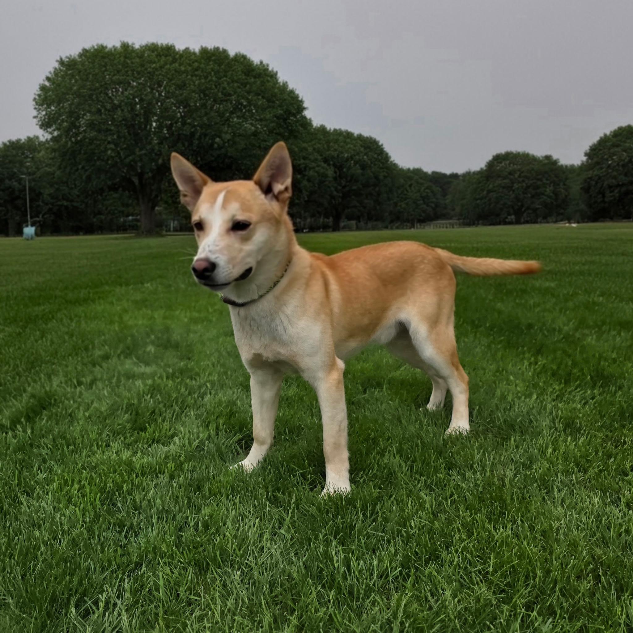 Harvey, an adoptable mixed breed in Itasca, IL image 3/4