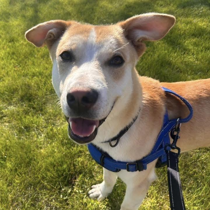 Harvey, an adoptable mixed breed in Itasca, IL image 1/4