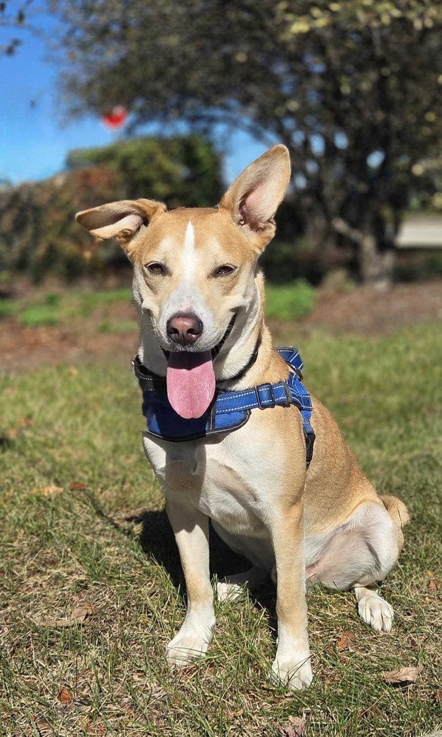 Enlarge Harvey, a Adoptable mixed breed in Schaumburg, IL image 3/5