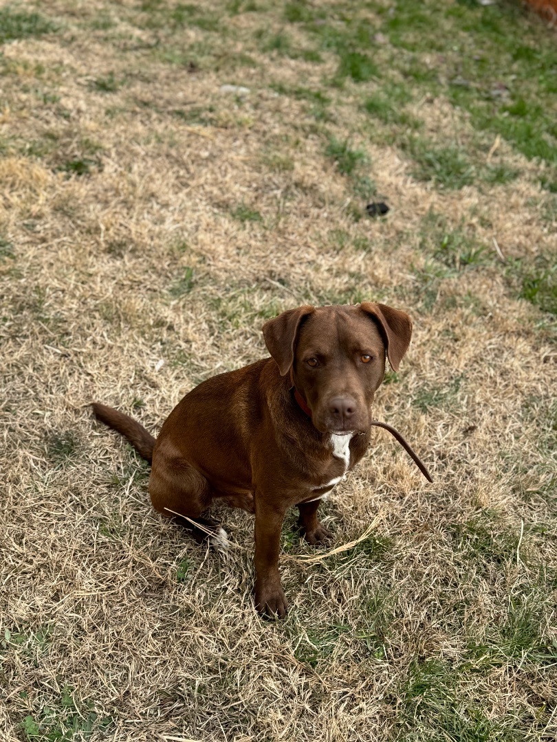 Brownie , a Adopted Mixed Breed in Wartrace, TN image 1/6