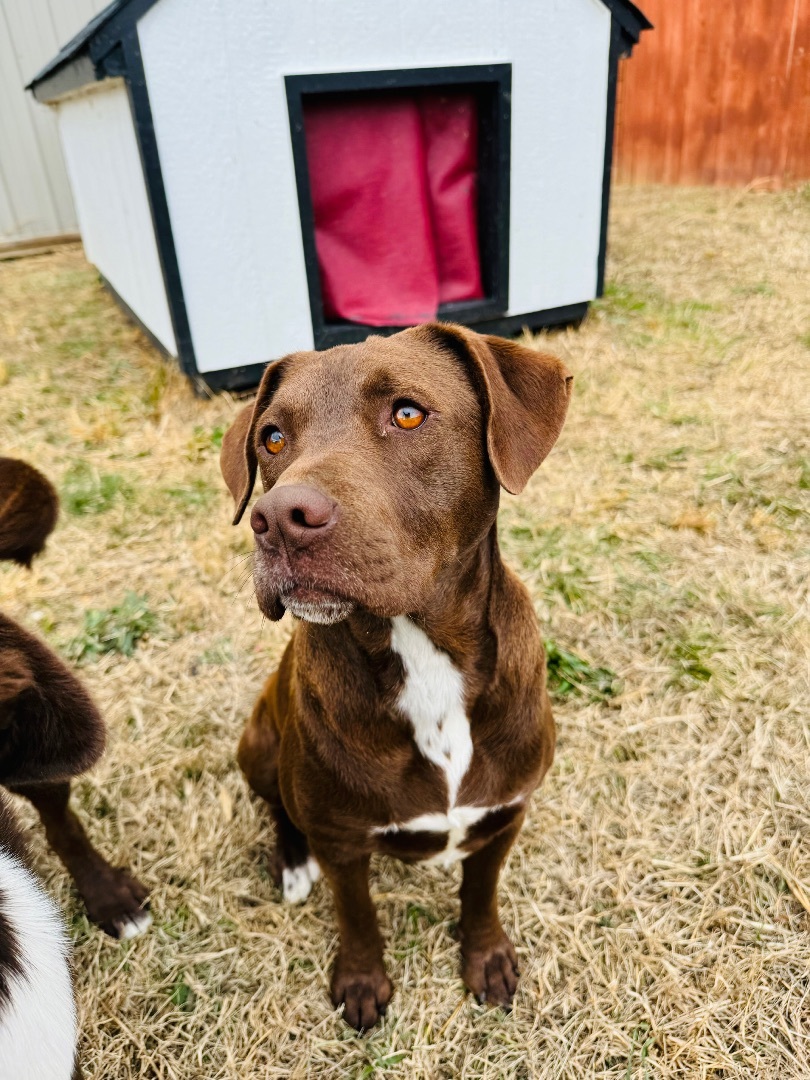 Brownie , a Adopted Mixed Breed in Wartrace, TN image 2/6