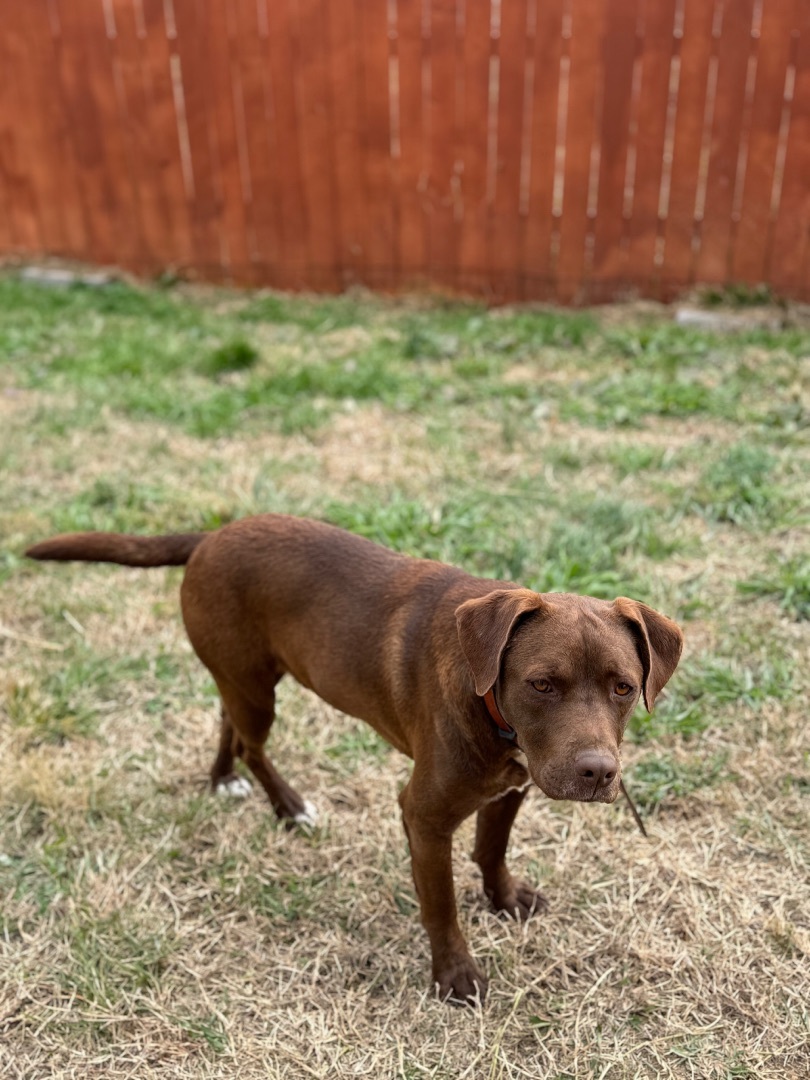 Brownie , a Adopted Mixed Breed in Wartrace, TN image 3/6