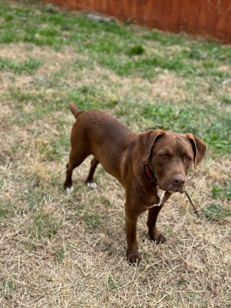 Brownie , a Adopted Mixed Breed in Wartrace, TN image 4/6
