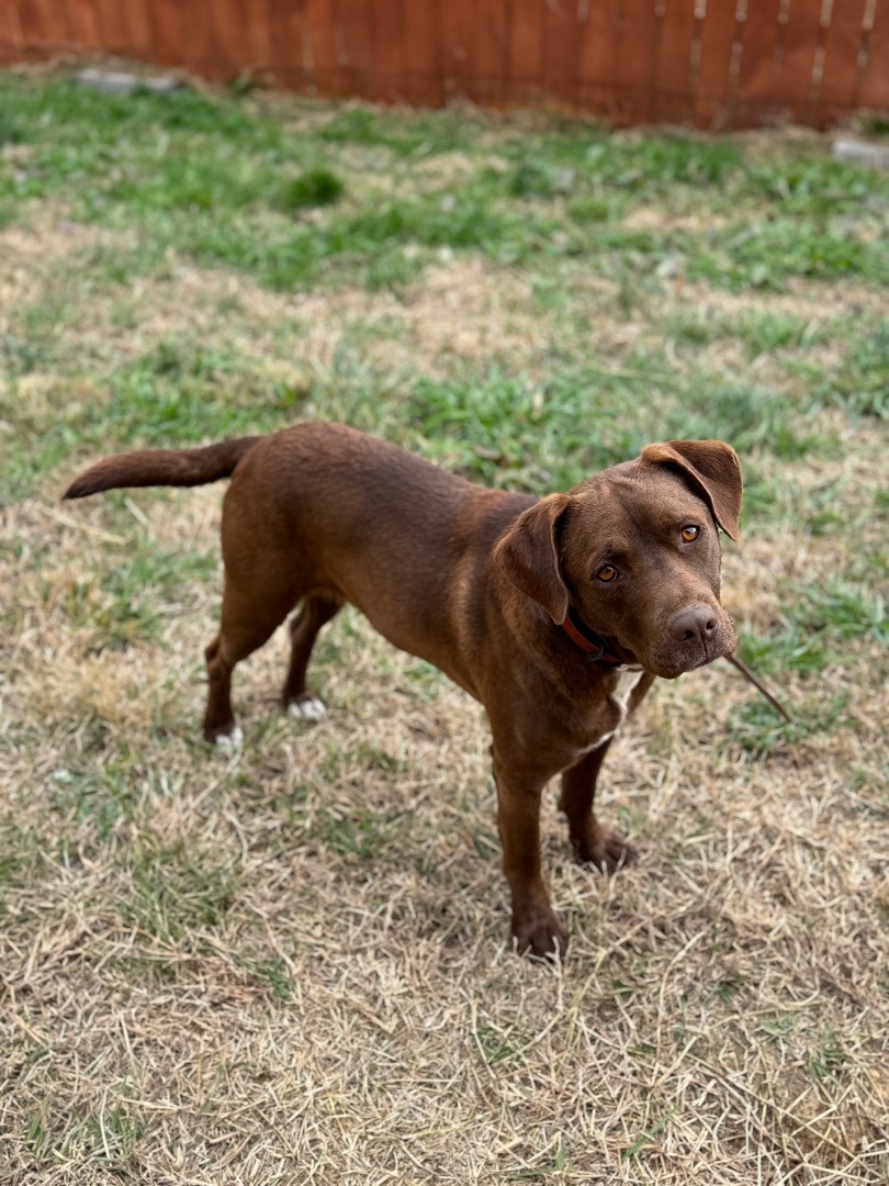 Brownie , a Adopted Mixed Breed in Wartrace, TN image 5/6