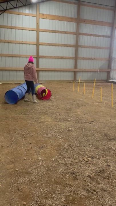 Enlarge Brownie , a Adopted Mixed Breed in Wartrace, TN video 6/6