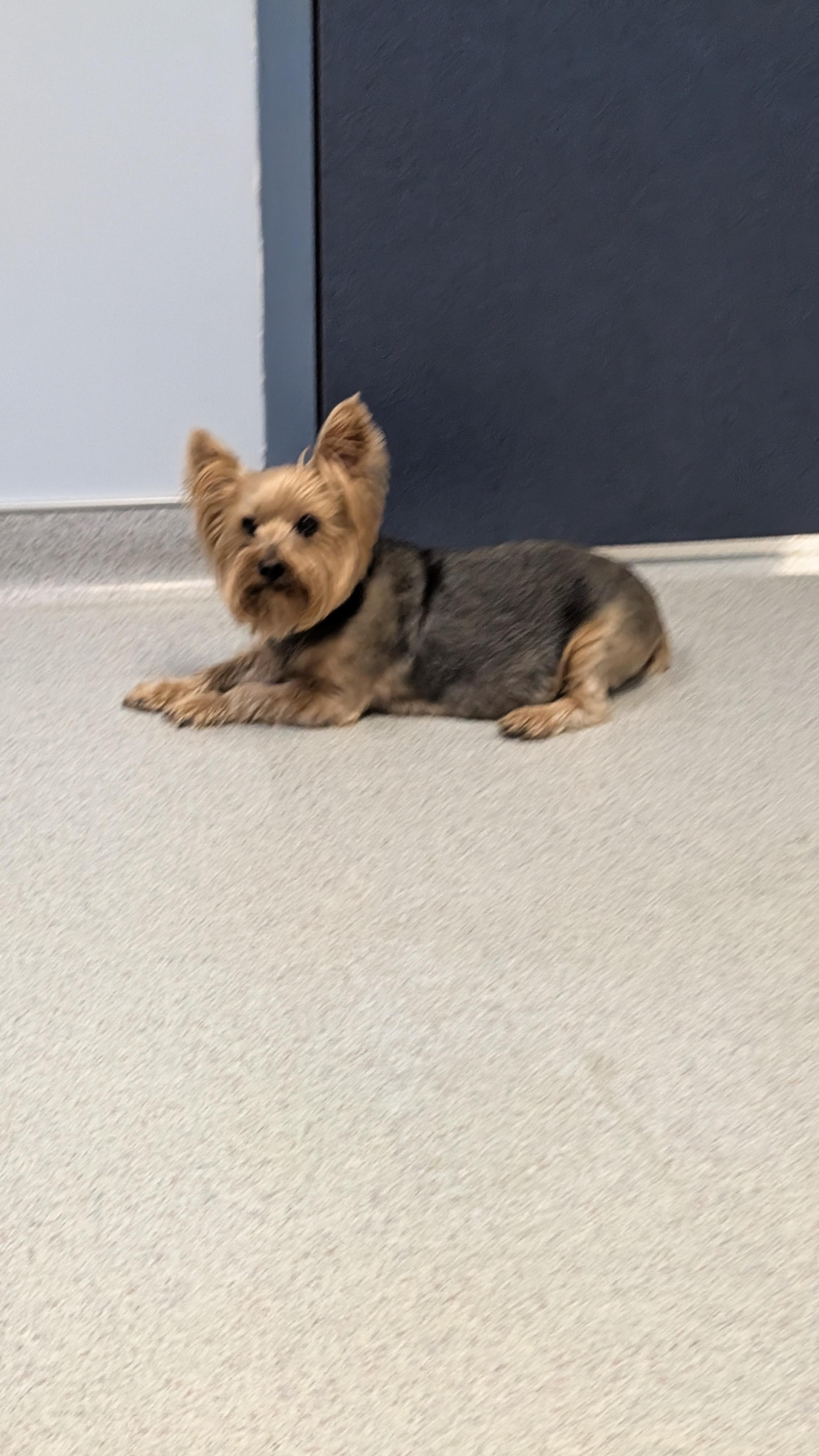 Penelope, Adoptable, Senior Female Yorkshire Terrier.
