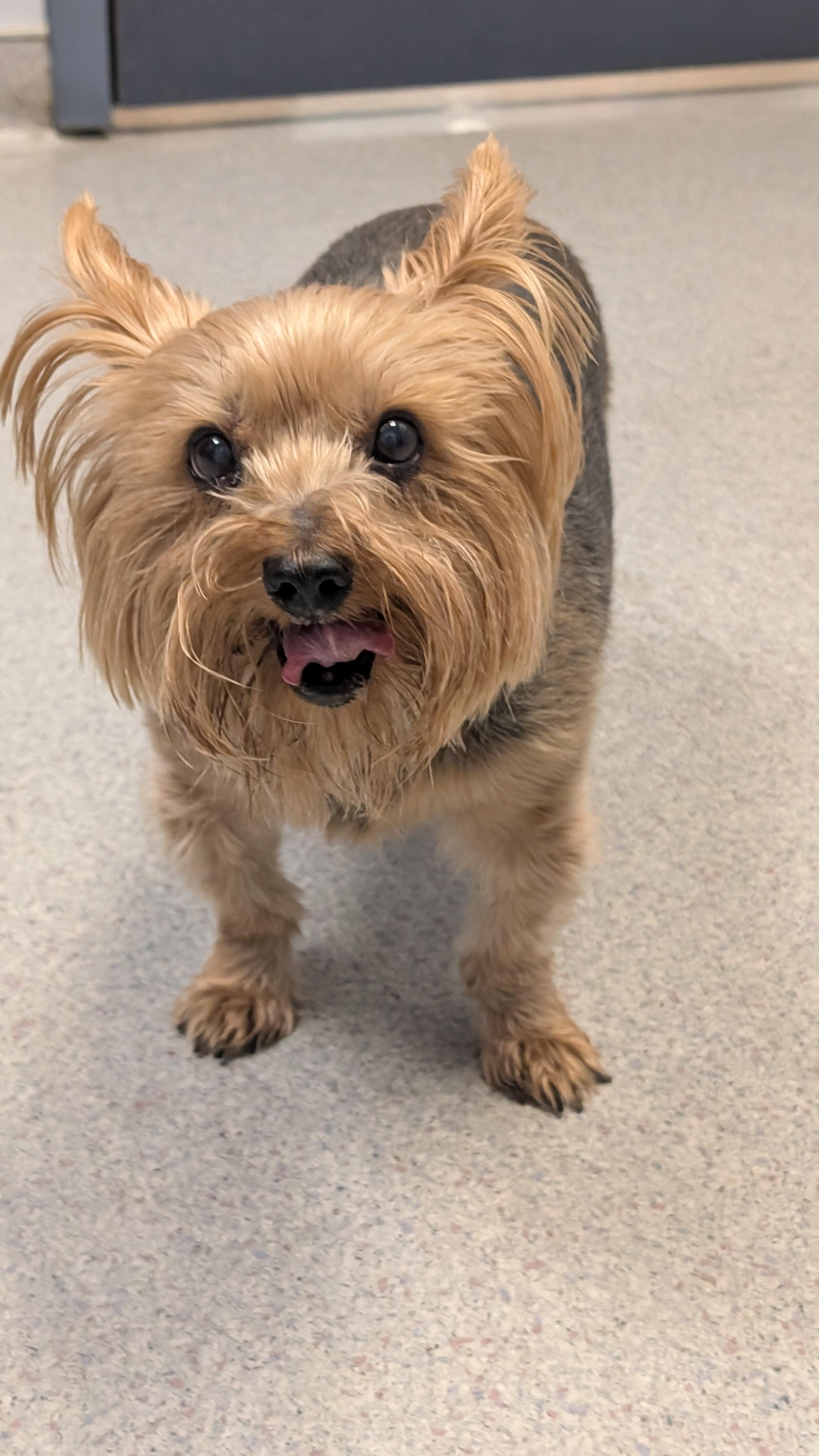 Enlarge Penelope, a Adoptable Yorkshire Terrier in Sturgis, MI image 2/6
