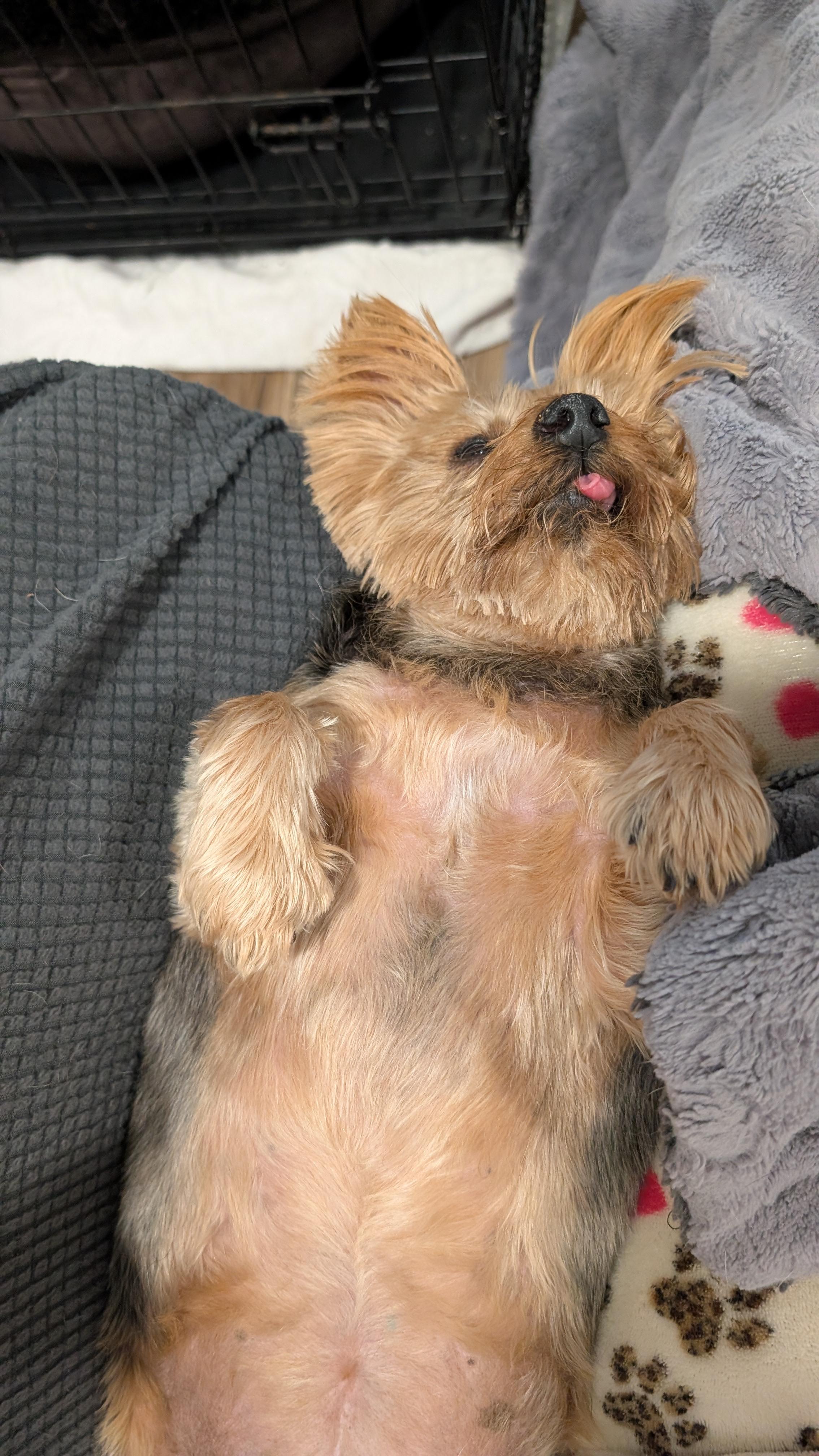 Enlarge Penelope, a Adoptable Yorkshire Terrier in Sturgis, MI image 3/6