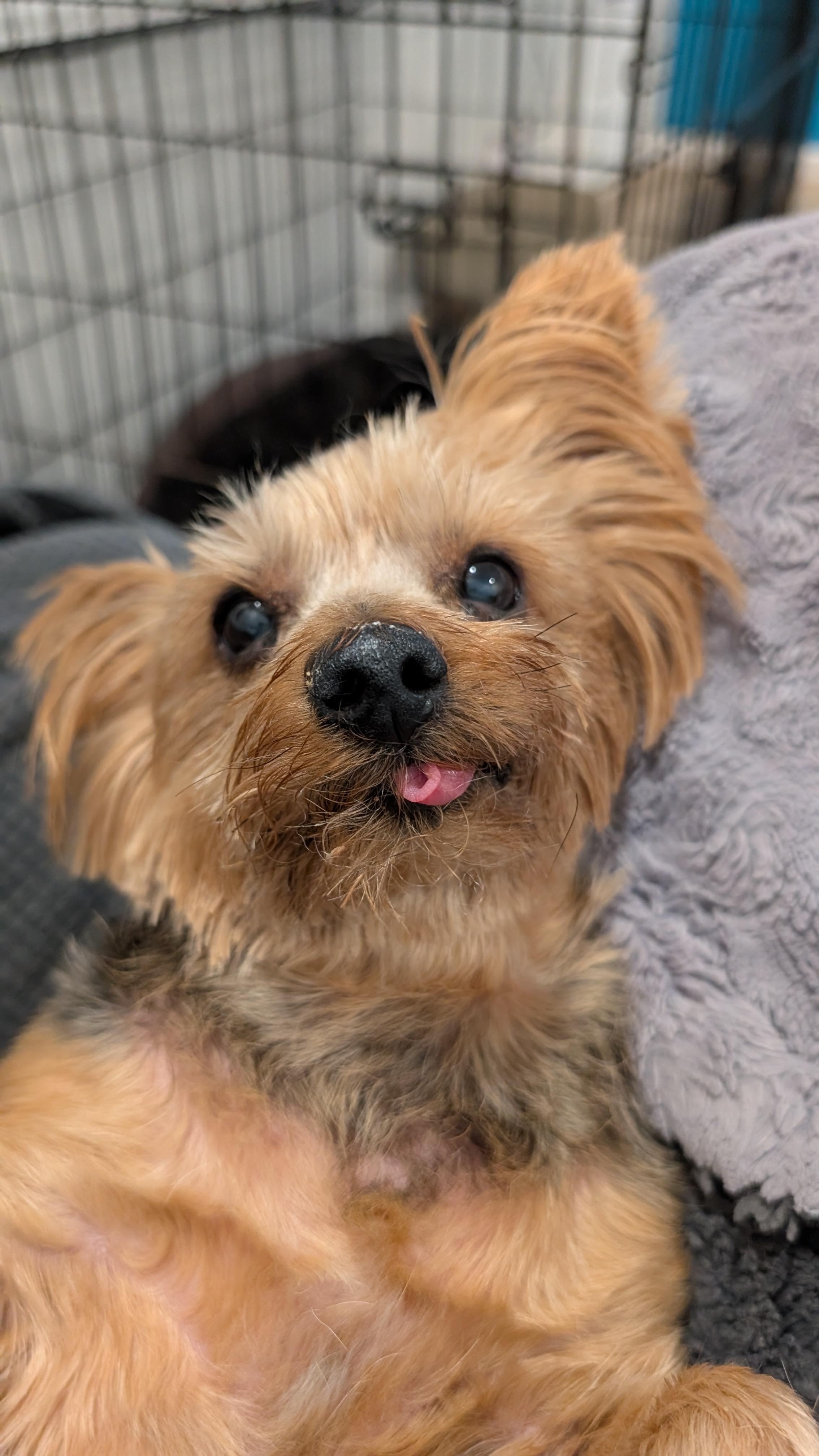 Enlarge Penelope, a Adoptable Yorkshire Terrier in Sturgis, MI image 6/6
