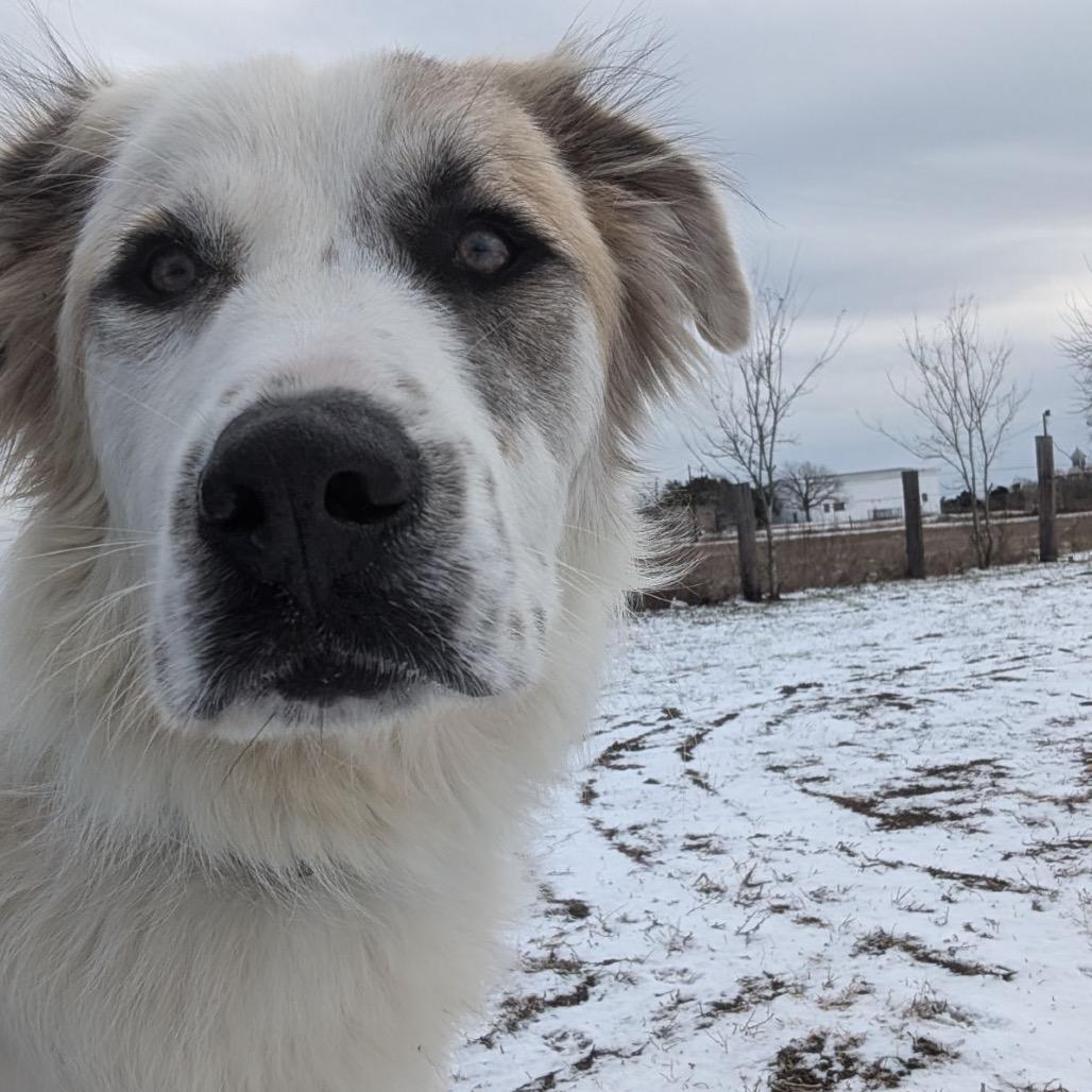Luca, ADOPTABLE, Adult Male Anatolian Shepherd.