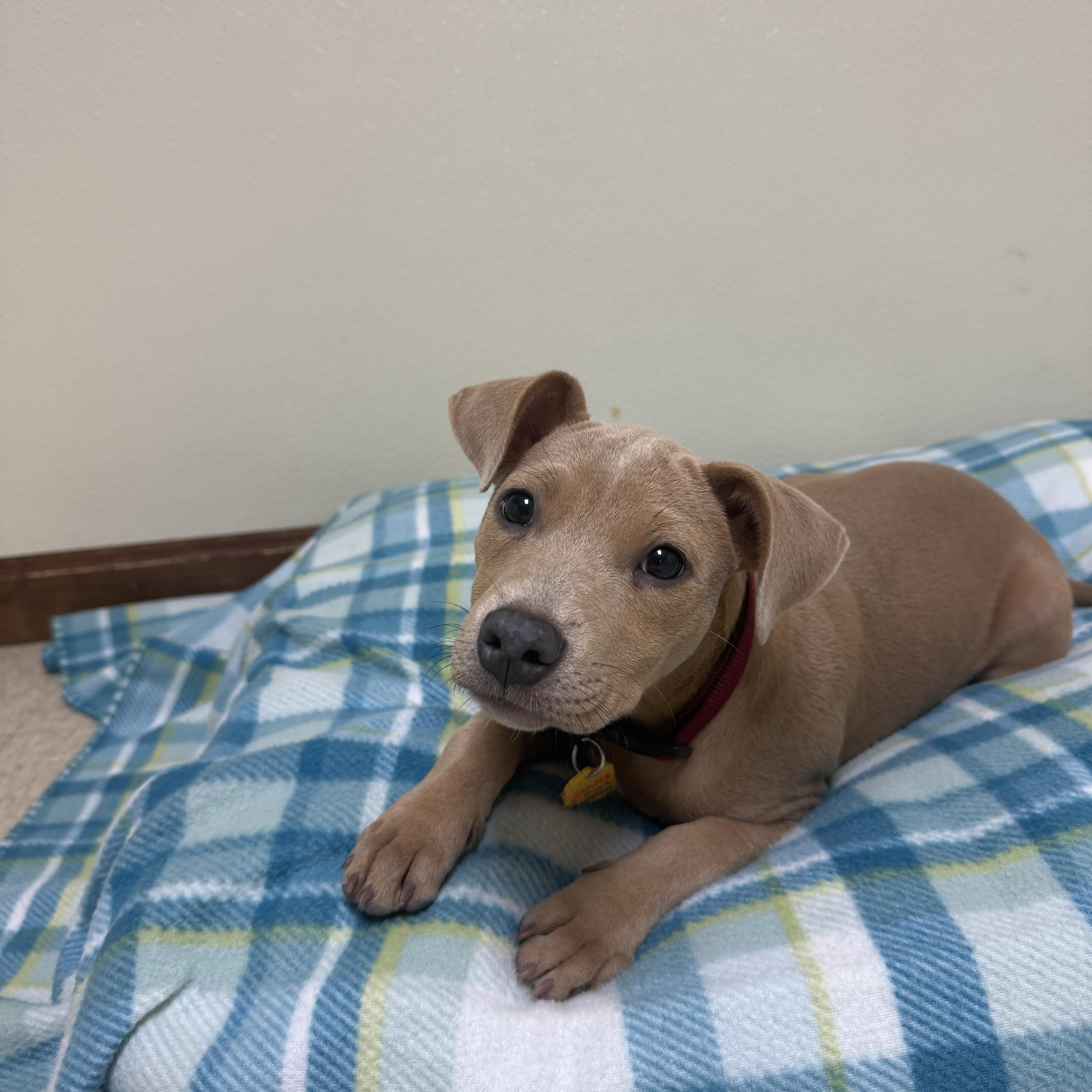 Holly Grace, an adopted mixed breed in Douglas, MA image 3/6