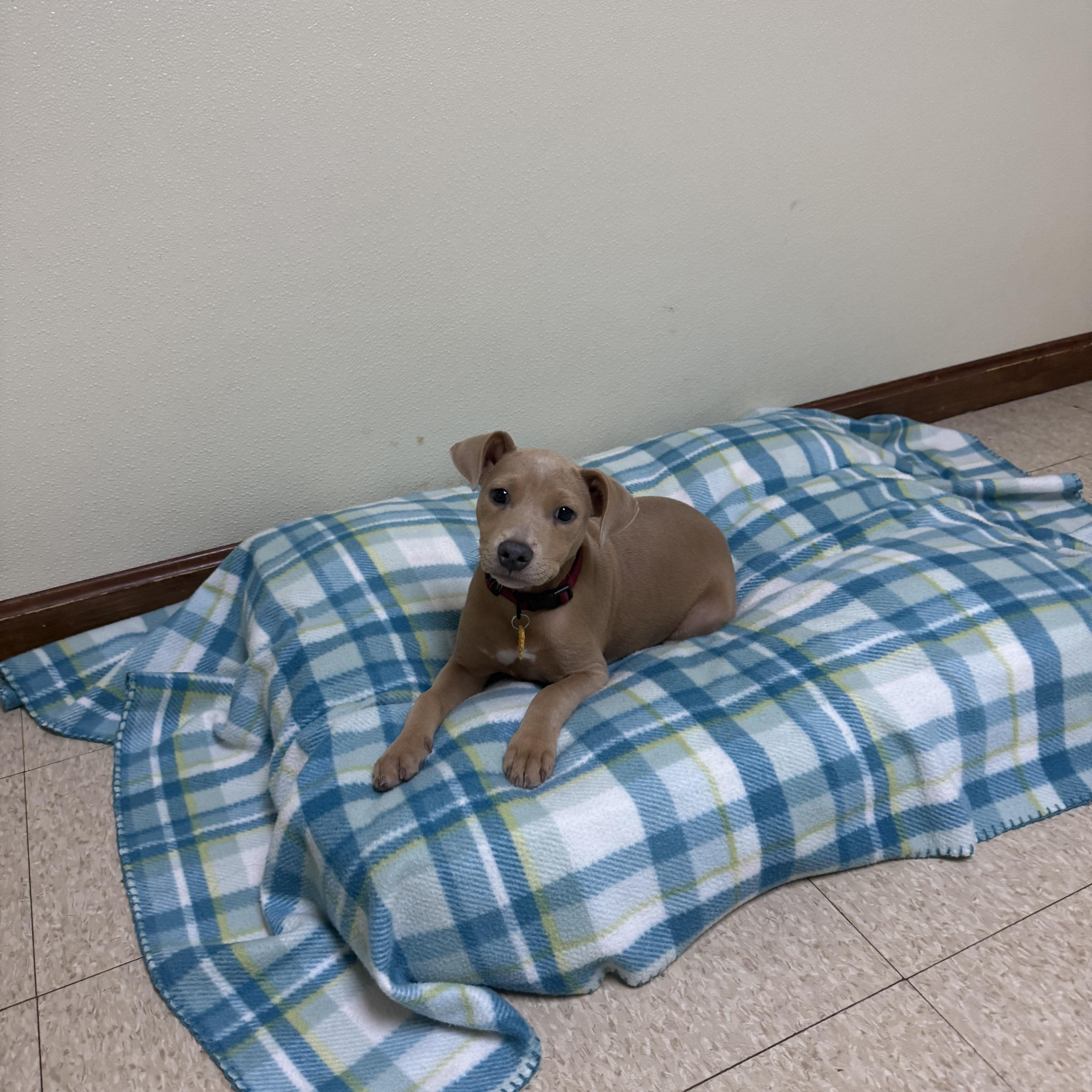 Holly Grace, an adopted mixed breed in Douglas, MA image 5/6