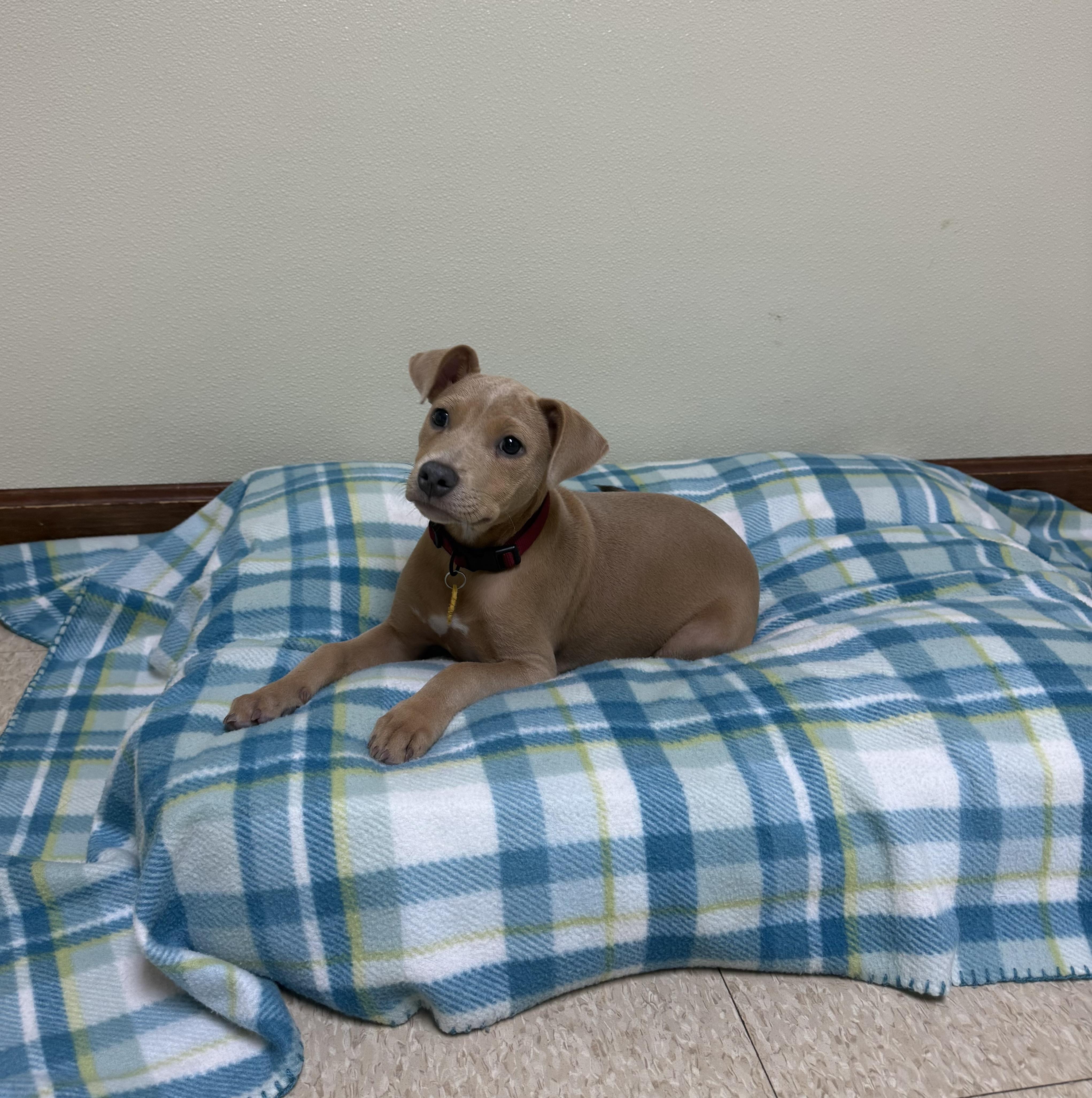 Holly Grace, an adopted mixed breed in Douglas, MA image 6/6