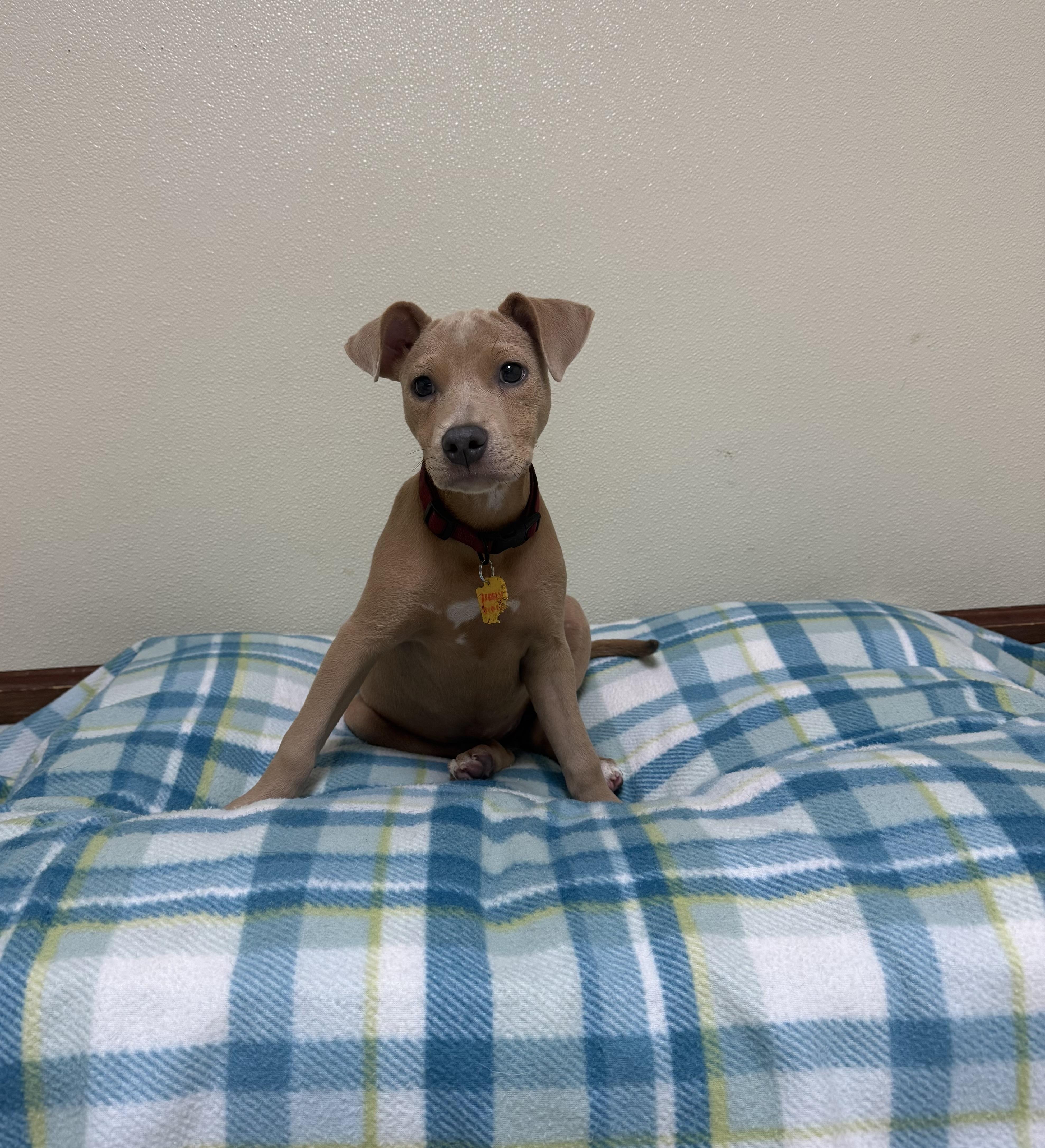 Holly Grace, an adopted mixed breed in Douglas, MA image 4/6