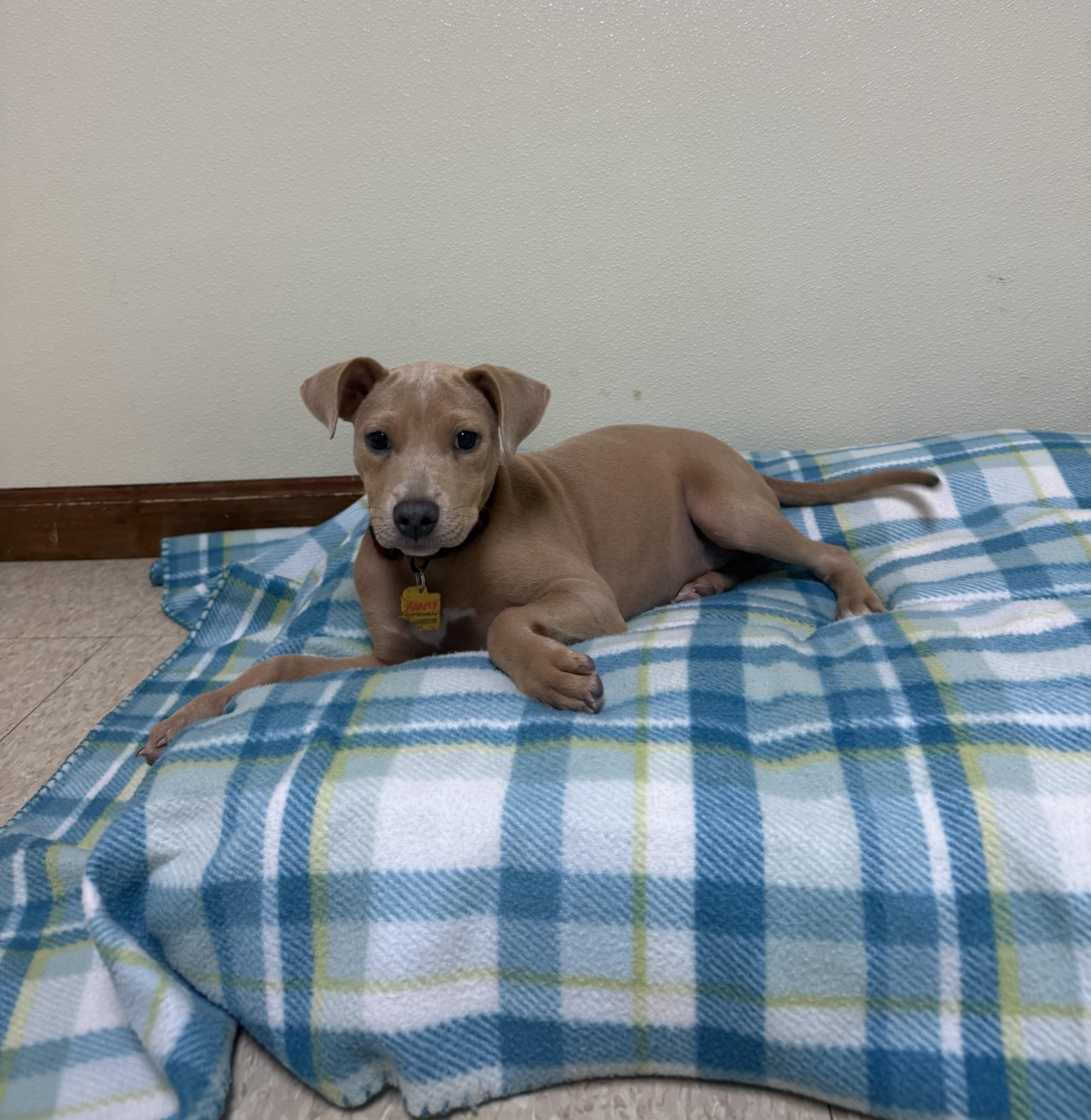 Holly Grace, an adopted mixed breed in Douglas, MA image 1/6