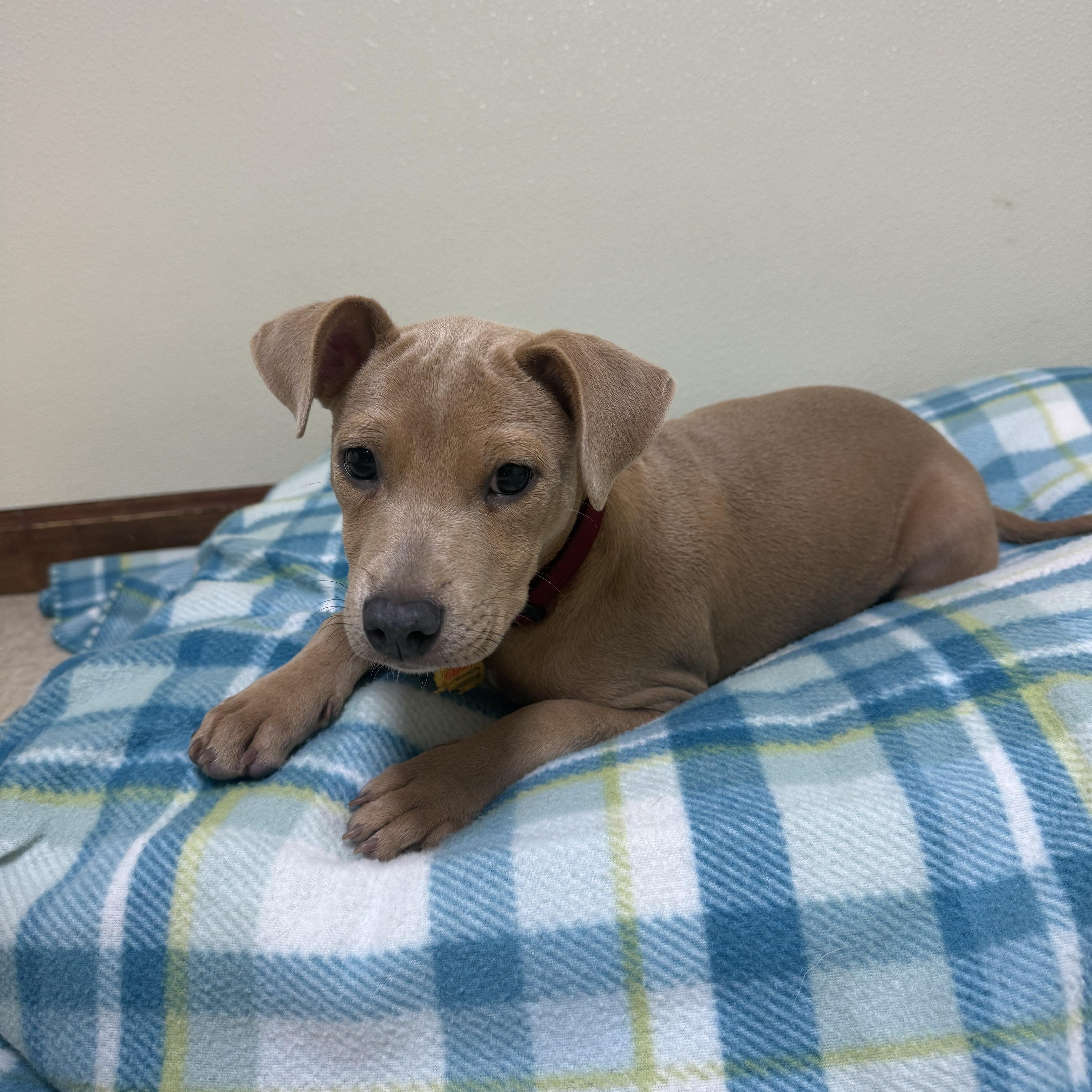 Holly Grace, an adopted mixed breed in Douglas, MA image 2/6