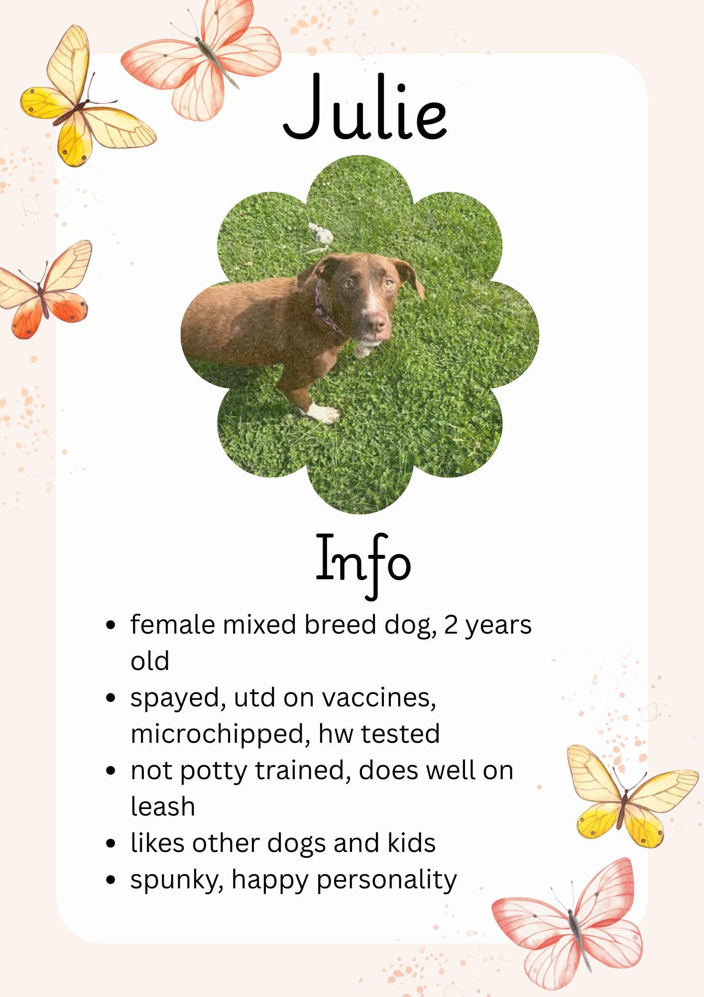 Julie, Adoptable, Young Female Mixed Breed.