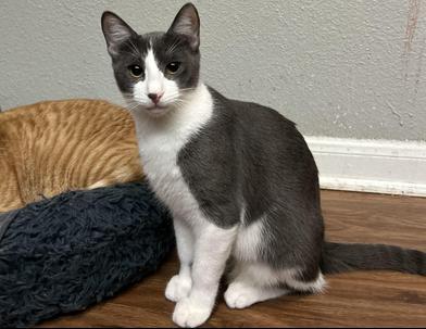 Pumpkin Spice — thumbnail 3