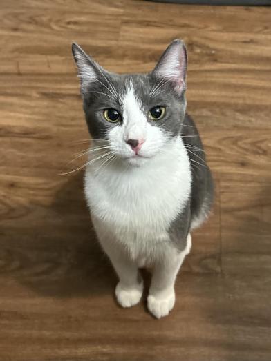 Pumpkin Spice — thumbnail 6