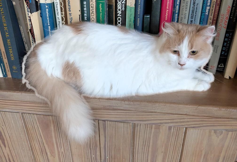 Teagan, adopted, Adult Female Domestic Medium Hair.