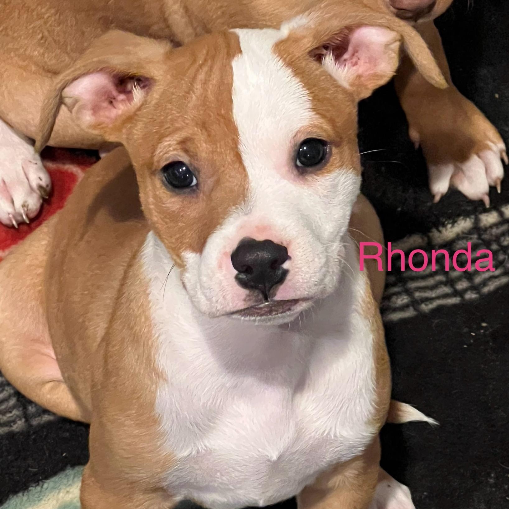Rhonda, ADOPTABLE, Puppy Female American Staffordshire Terrier.