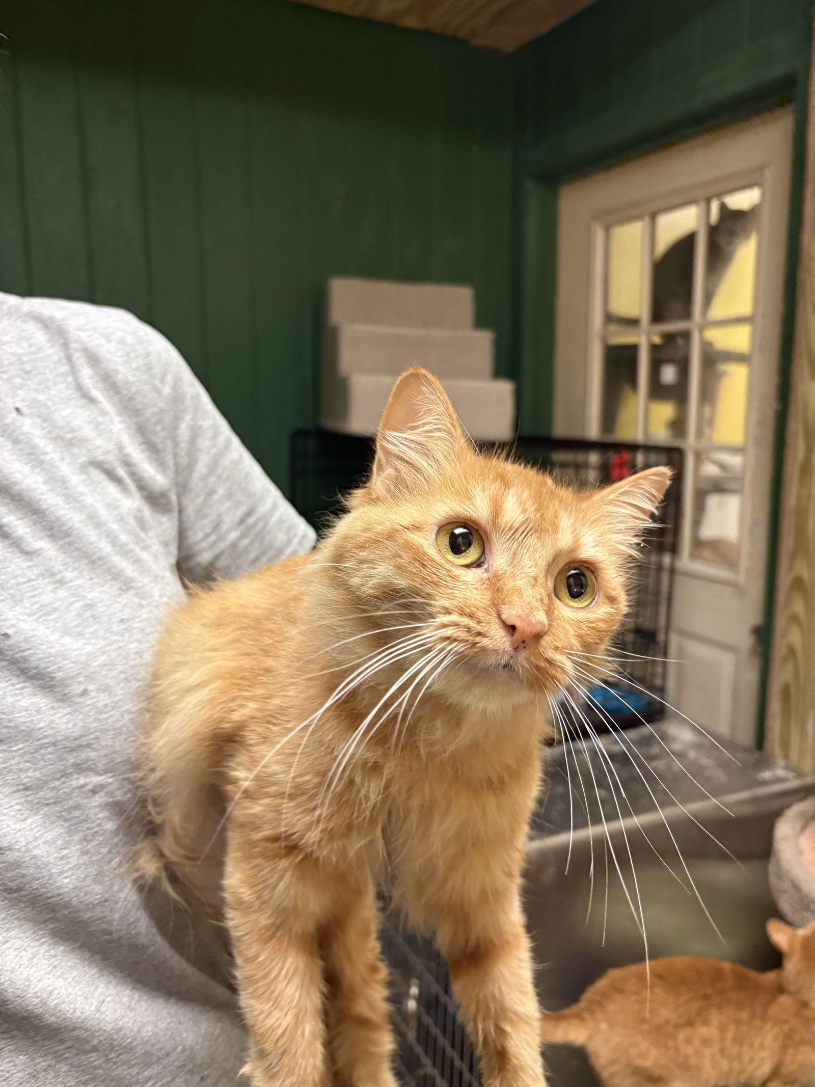 Jesabell (Gloria Gaynor)