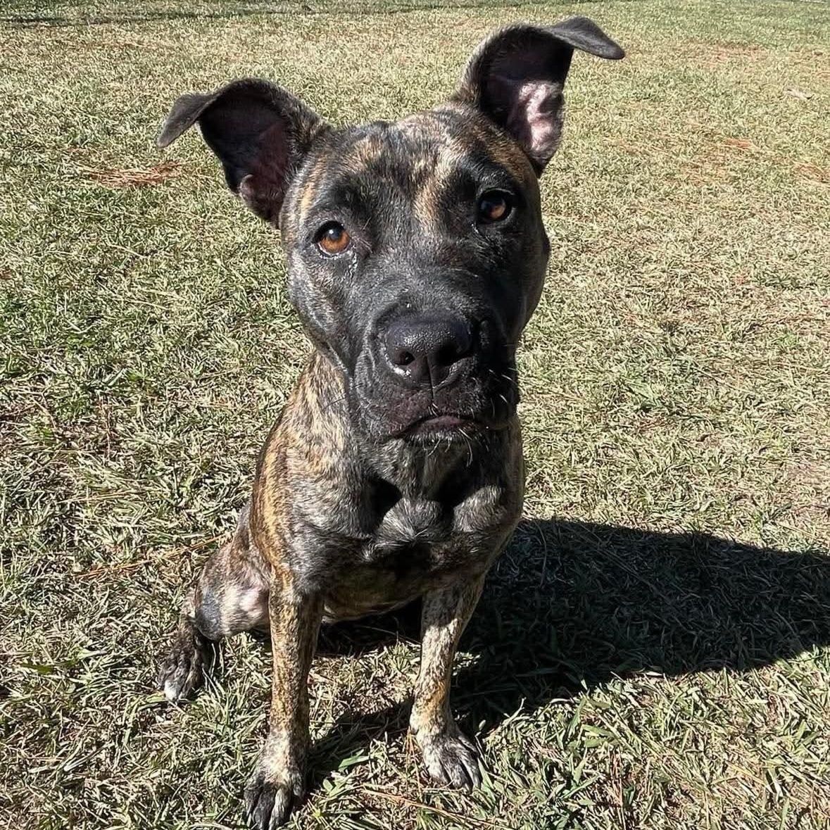 Natalia - in foster home, a Adoptable Mixed Breed in Myrtle Beach, SC image 5/5