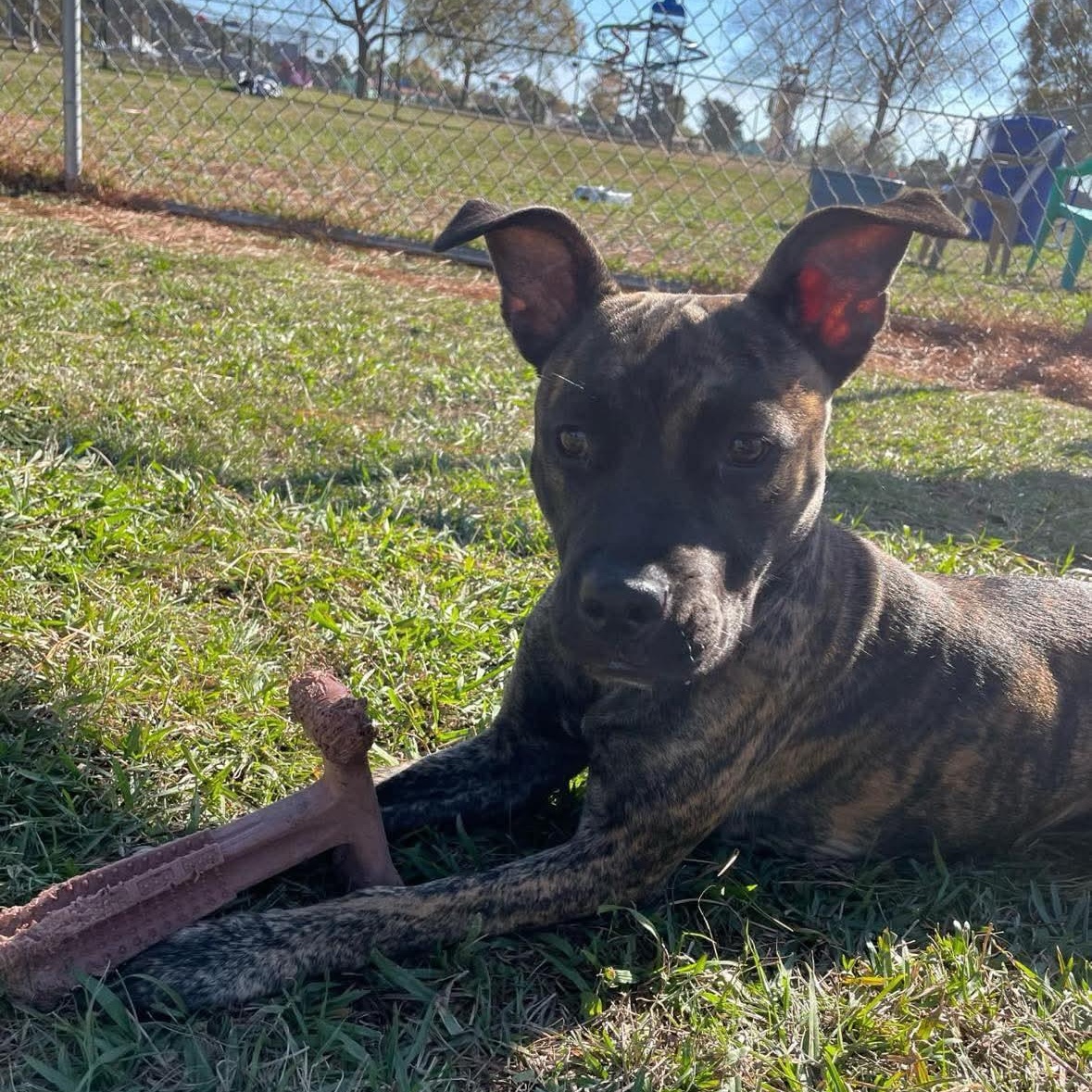 Natalia - in foster home, a Adoptable Mixed Breed in Myrtle Beach, SC image 3/5