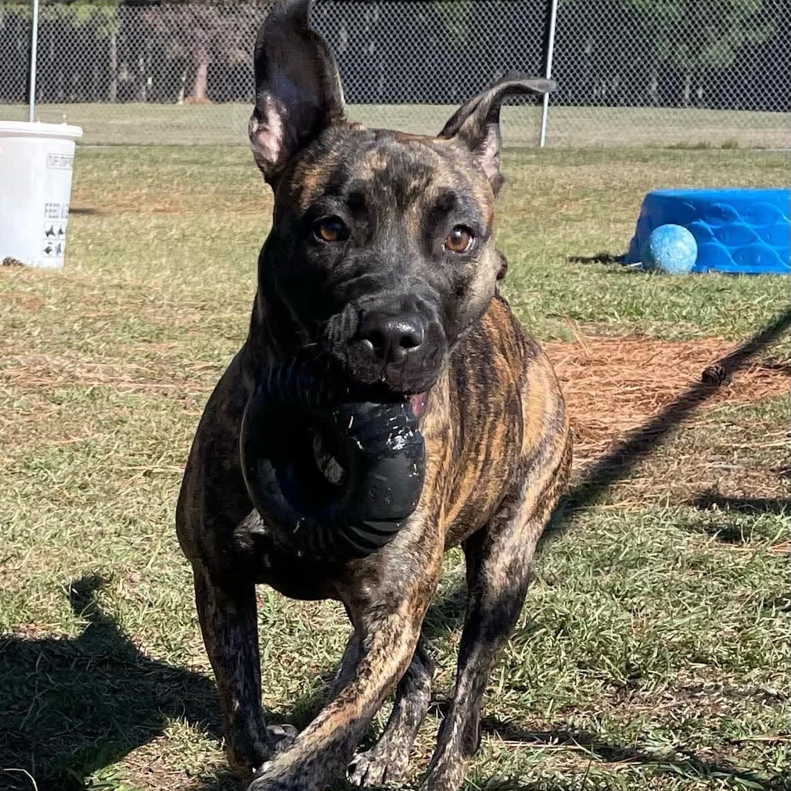 Natalia - in foster home, a Adoptable Mixed Breed in Myrtle Beach, SC image 2/5