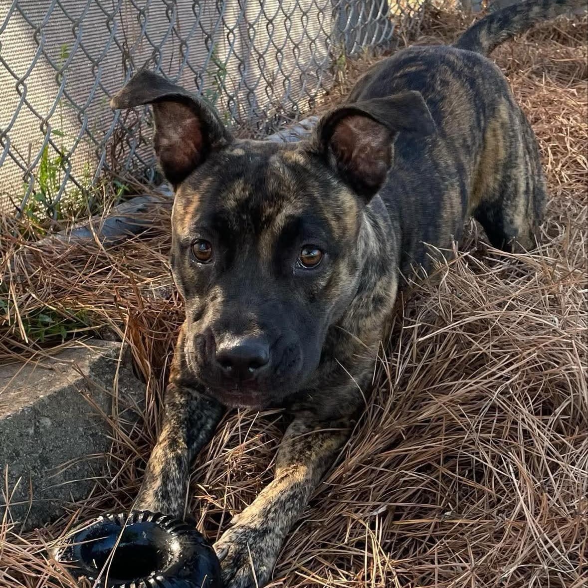 Natalia - in foster home, a Adoptable Mixed Breed in Myrtle Beach, SC image 4/5