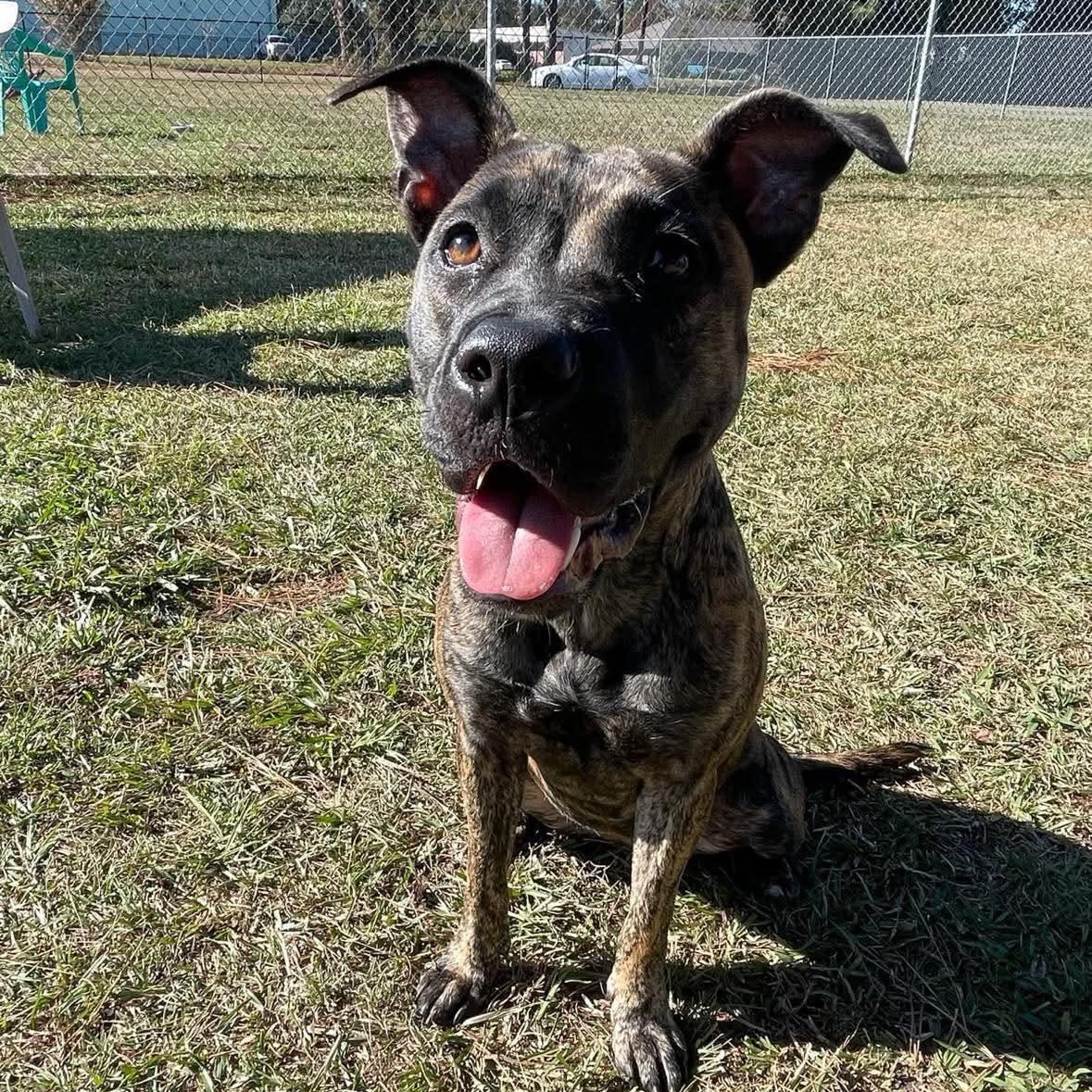 Natalia - in foster home, a Adoptable Mixed Breed in Myrtle Beach, SC image 1/5