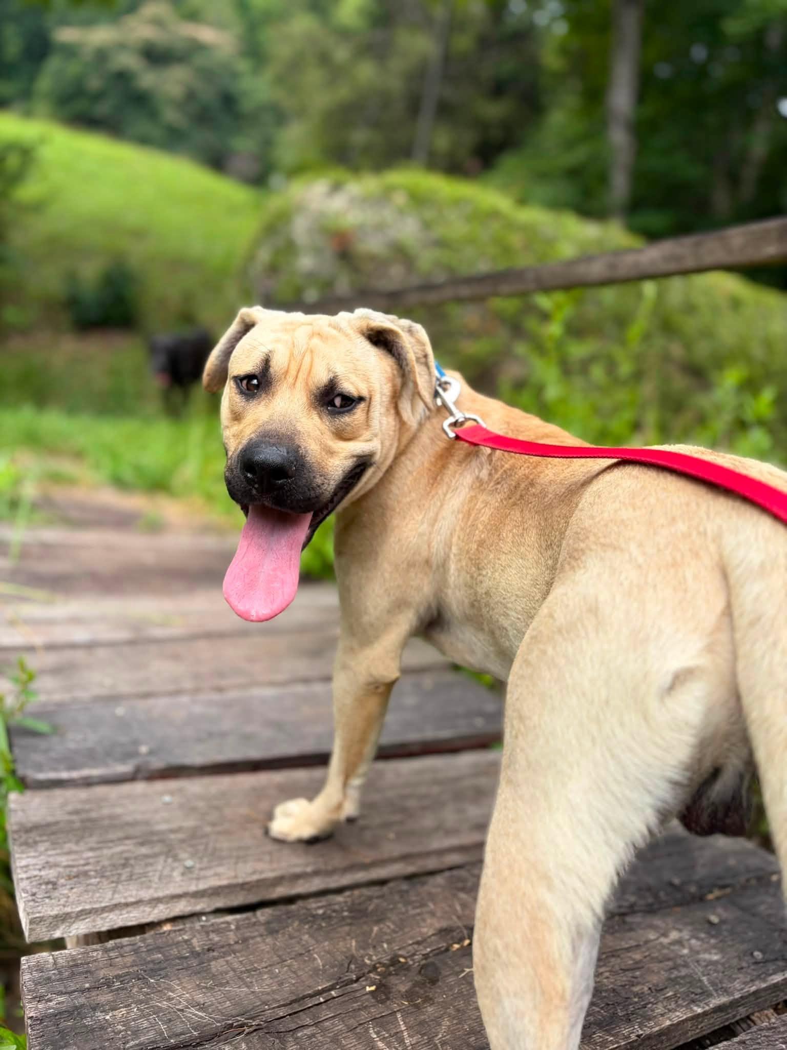 Enlarge Socrates (1yo, 46lbs), a Adoptable mixed breed in Hinton, WV image 1/3