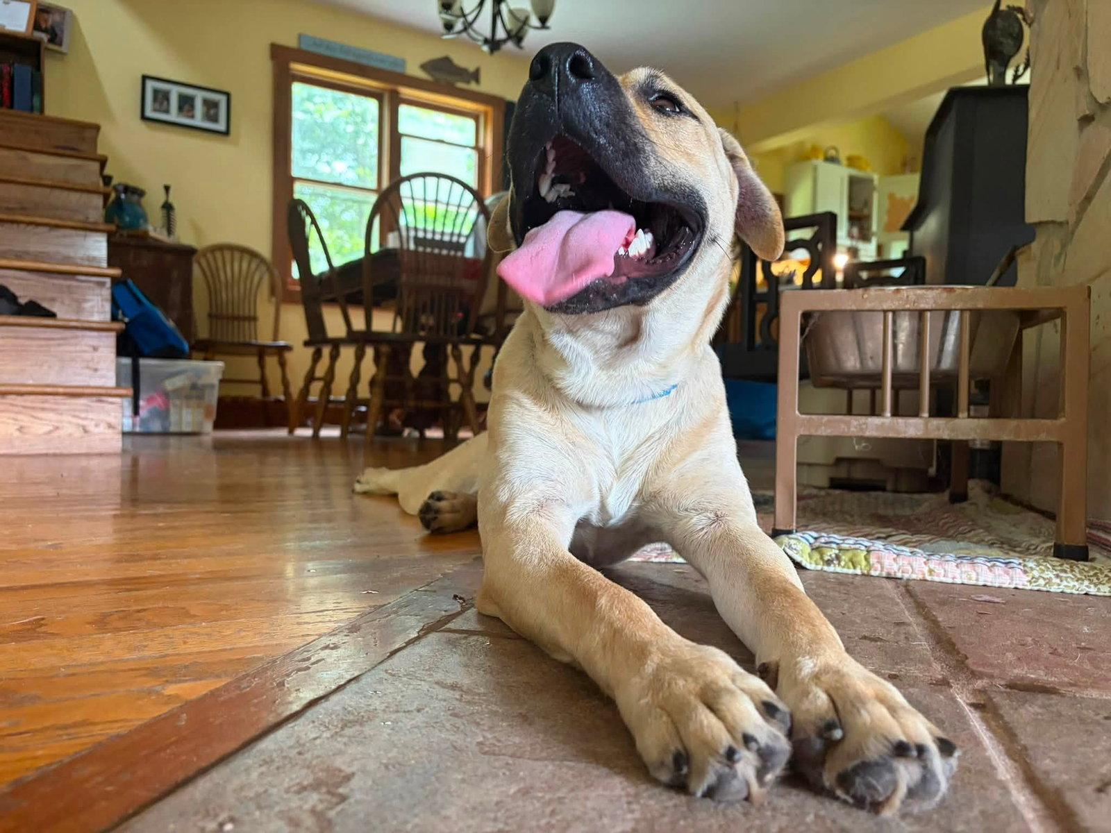 Enlarge Socrates (1yo, 46lbs), a Adoptable mixed breed in Hinton, WV image 3/3
