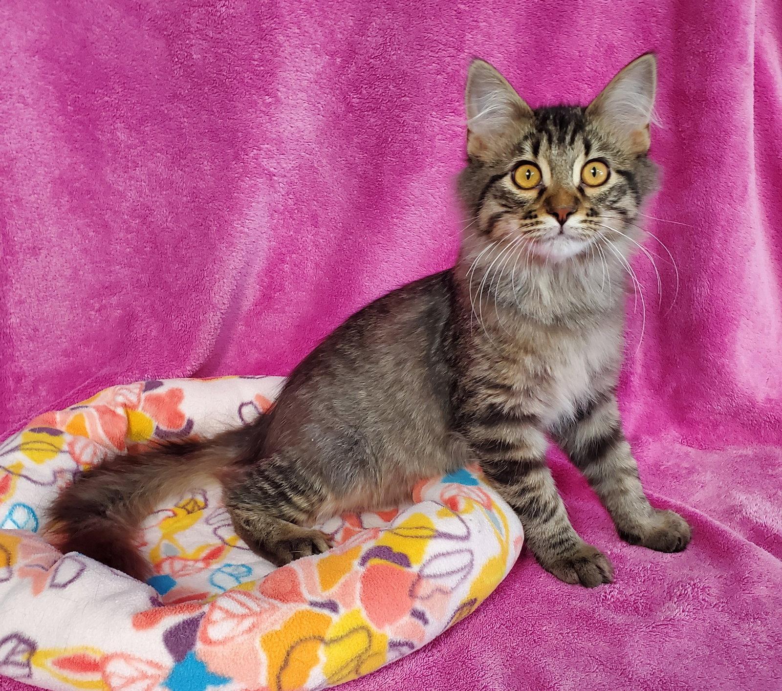Enlarge Scruffy, a Adoptable Domestic Medium Hair in Greenville, IL image 1/1