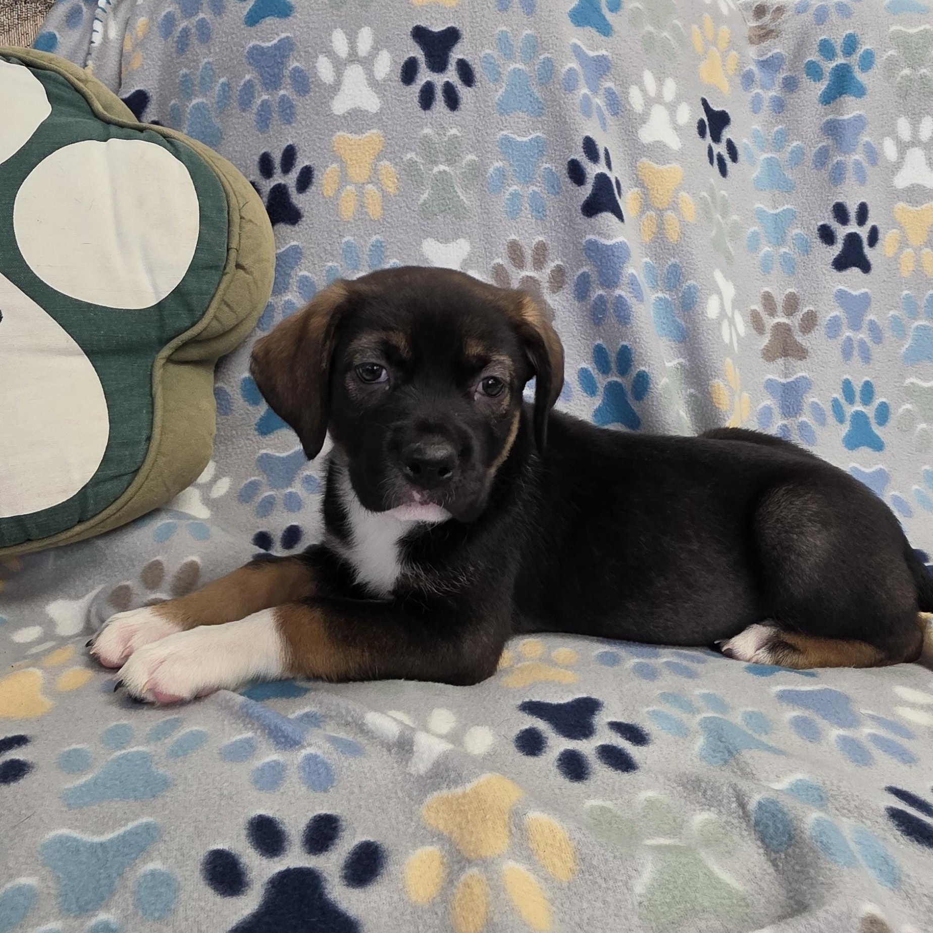 Enlarge Zuri, a ADOPTABLE mixed breed in Polson, MT image 2/2