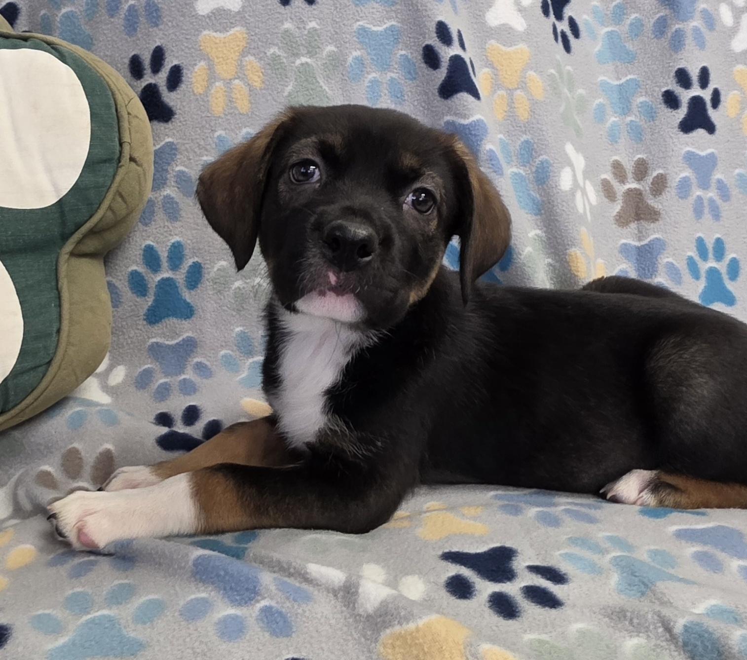 Enlarge Zuri, a ADOPTABLE mixed breed in Polson, MT image 1/2