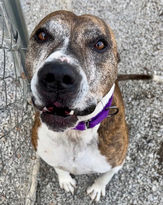 River, a Adoptable Pit Bull Terrier in Gallatin, TN image 1/6