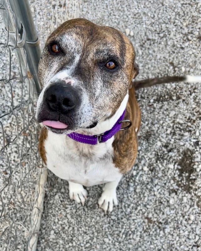 River, a Adoptable Pit Bull Terrier in Gallatin, TN image 2/6