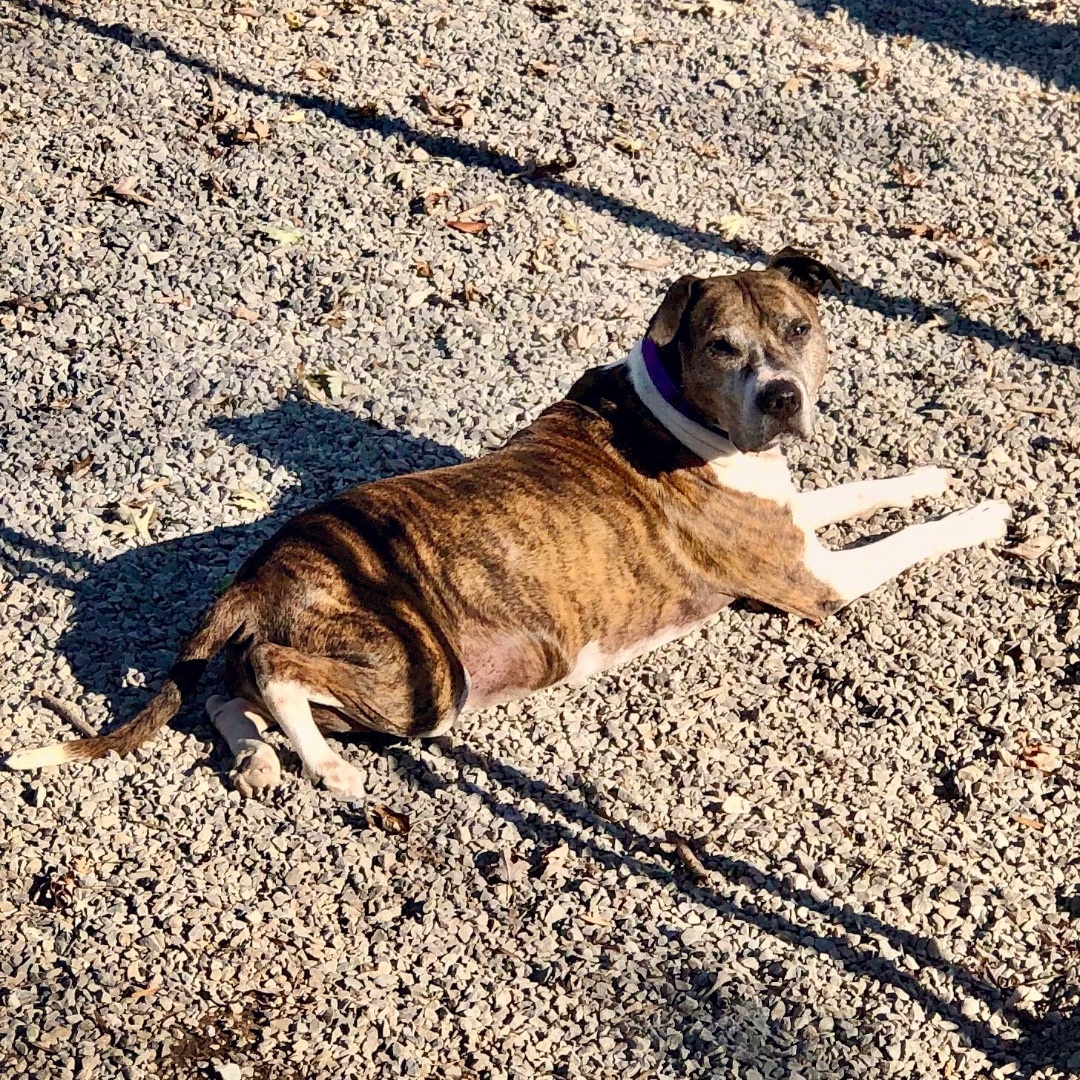 River, a Adoptable Pit Bull Terrier in Gallatin, TN image 3/6