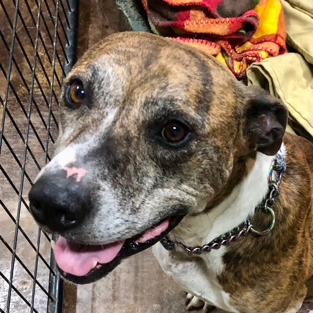 River, a Adoptable Pit Bull Terrier in Gallatin, TN image 5/6