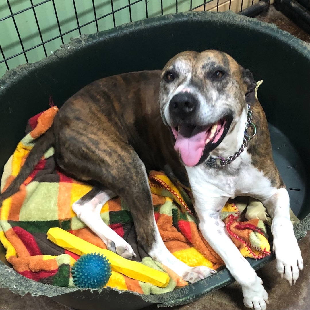 River, a Adoptable Pit Bull Terrier in Gallatin, TN image 6/6