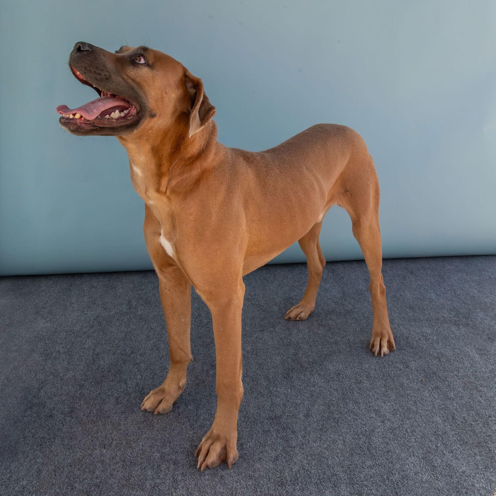 DAVE, Adoptable, Adult Male Pit Bull Terrier & Boxer.