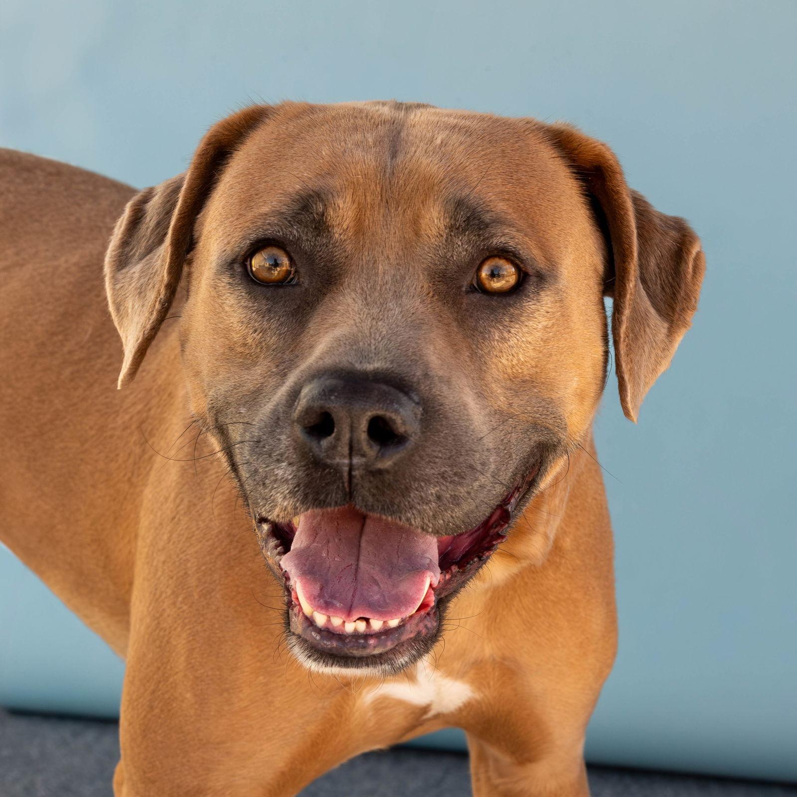DAVE, a Adoptable mixed breed in Pasadena, CA image 2/2