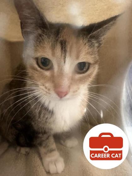 Camilla, Adoptable, Adult Female Domestic Short Hair & Domestic Short Hair.