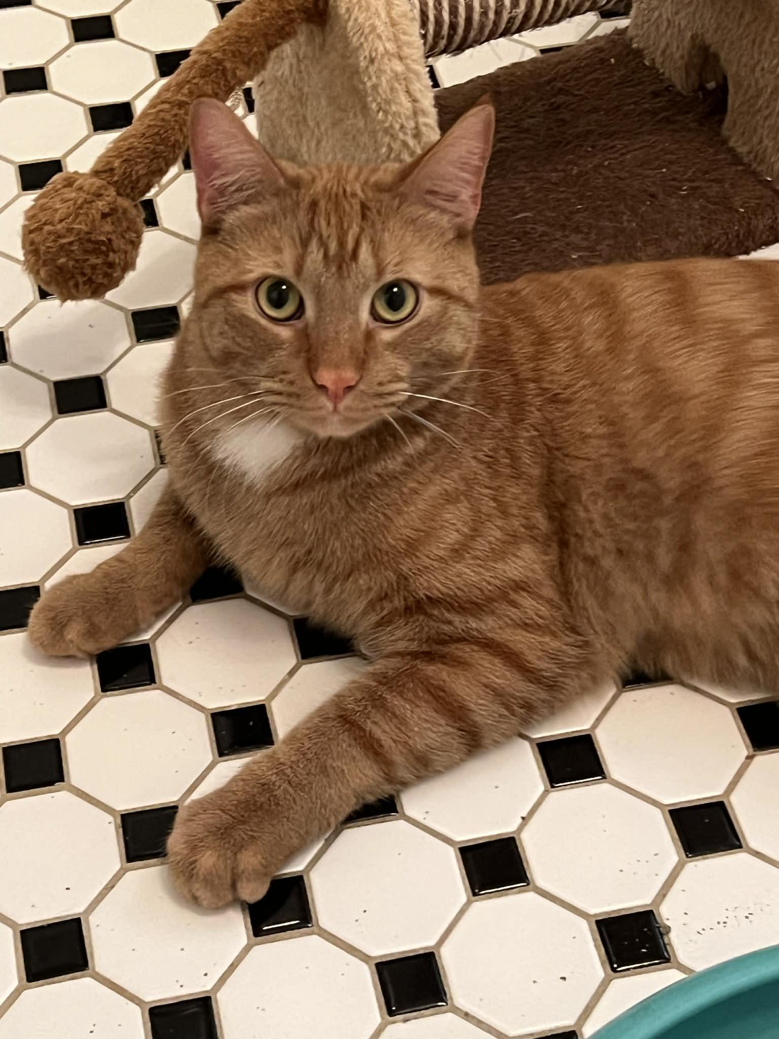 Mr. Bean, a ADOPTABLE Domestic Short Hair in Wading River, NY image 1/3