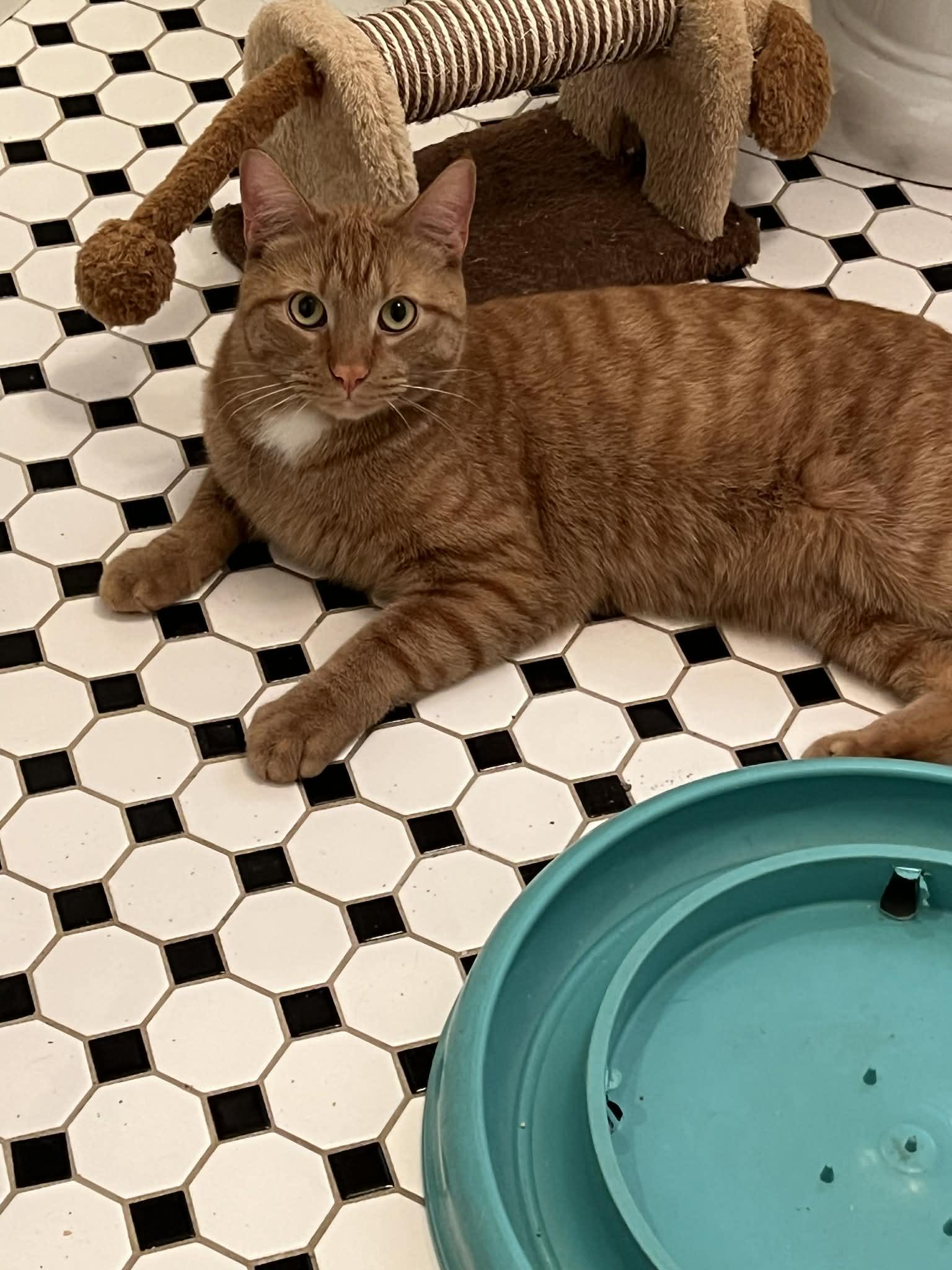 Mr. Bean, a ADOPTABLE Domestic Short Hair in Wading River, NY image 3/3