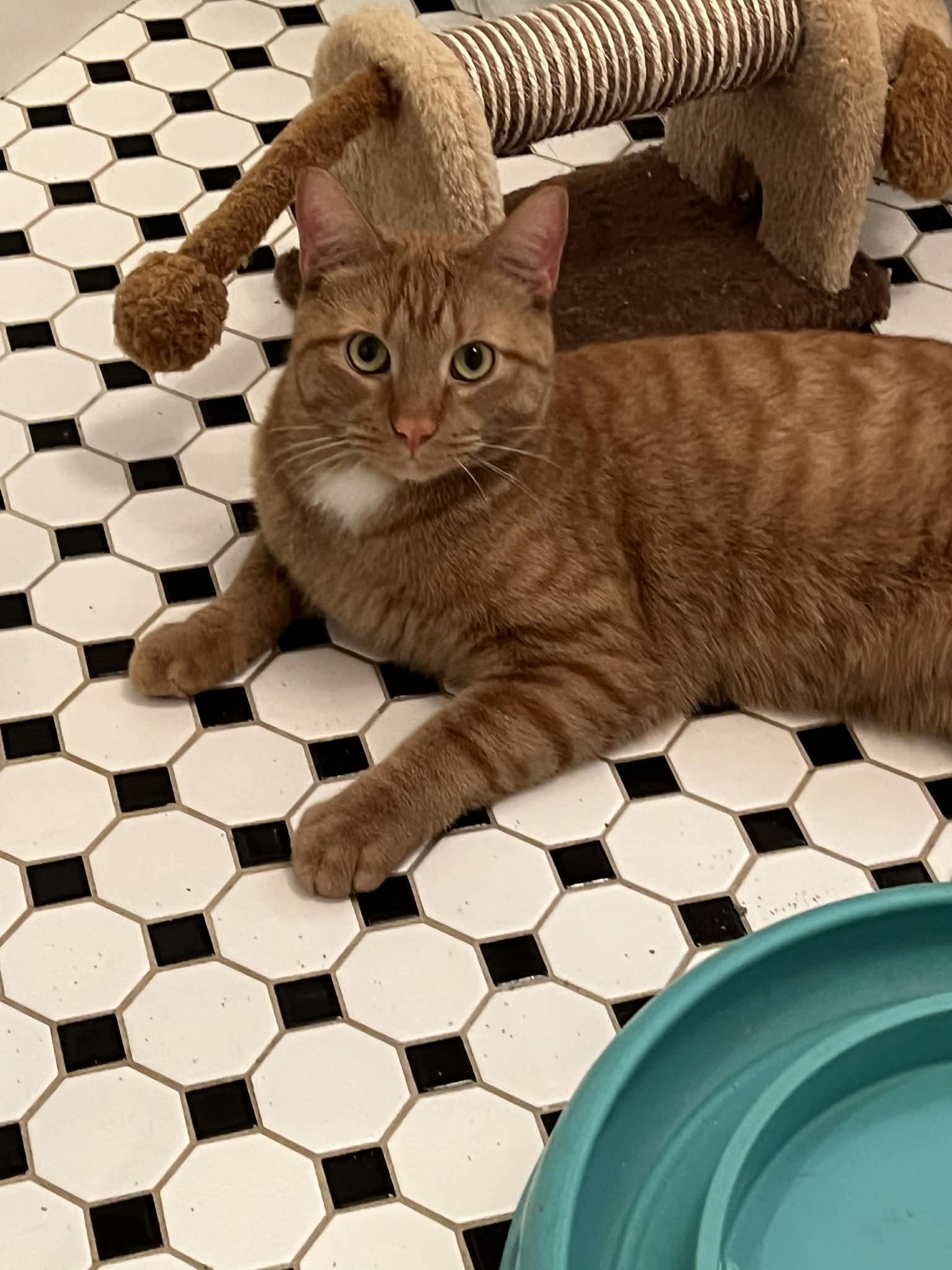 Mr. Bean, a ADOPTABLE Domestic Short Hair in Wading River, NY image 2/3