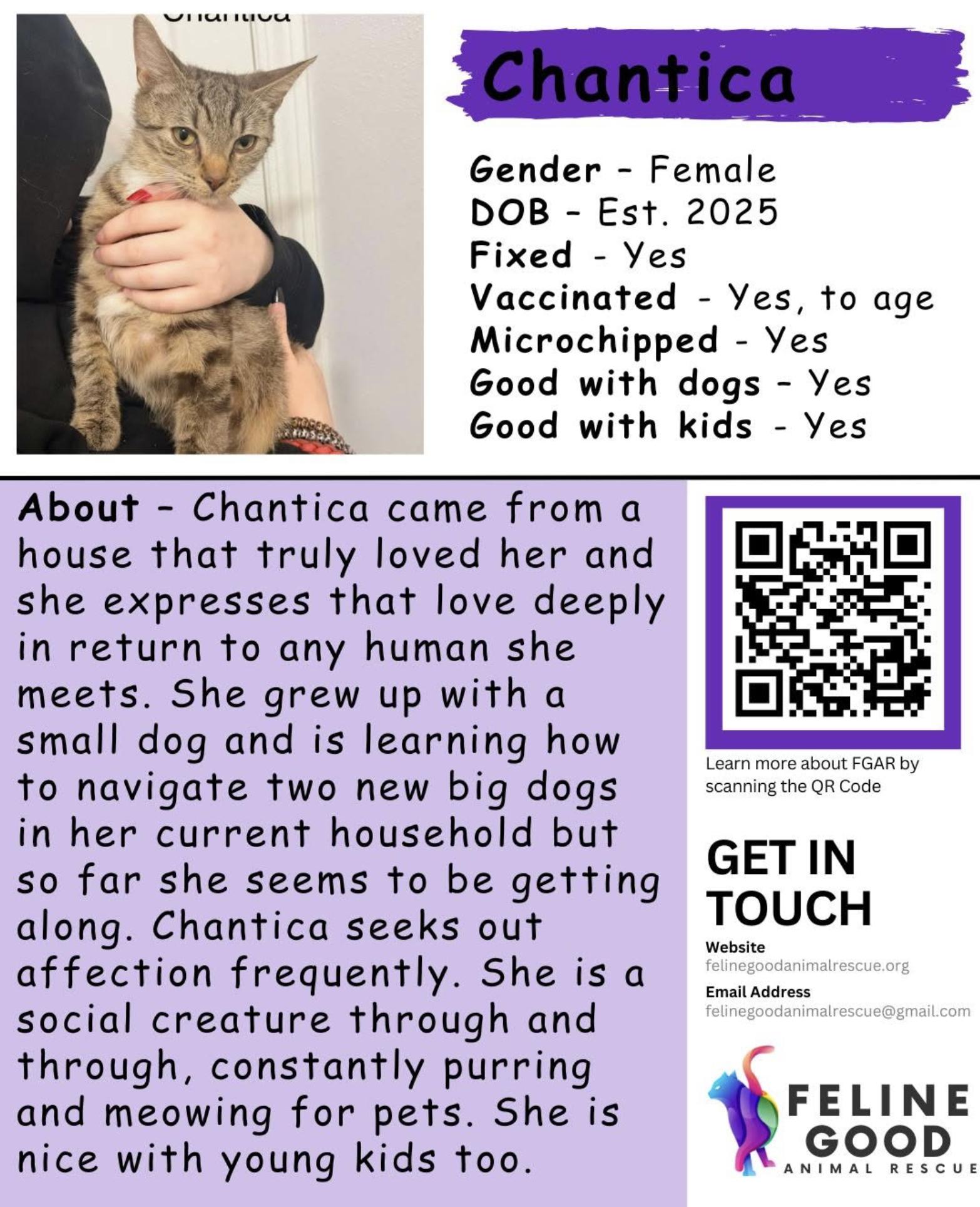 Enlarge Chantica, a ADOPTABLE Domestic Short Hair in Eugene, OR image 6/6