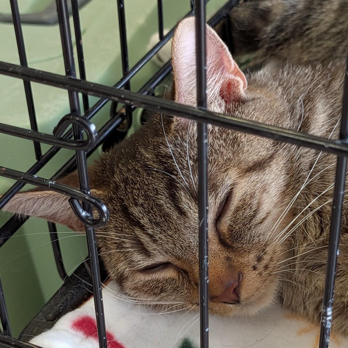 Chantica, ADOPTABLE, Young Female Domestic Short Hair.