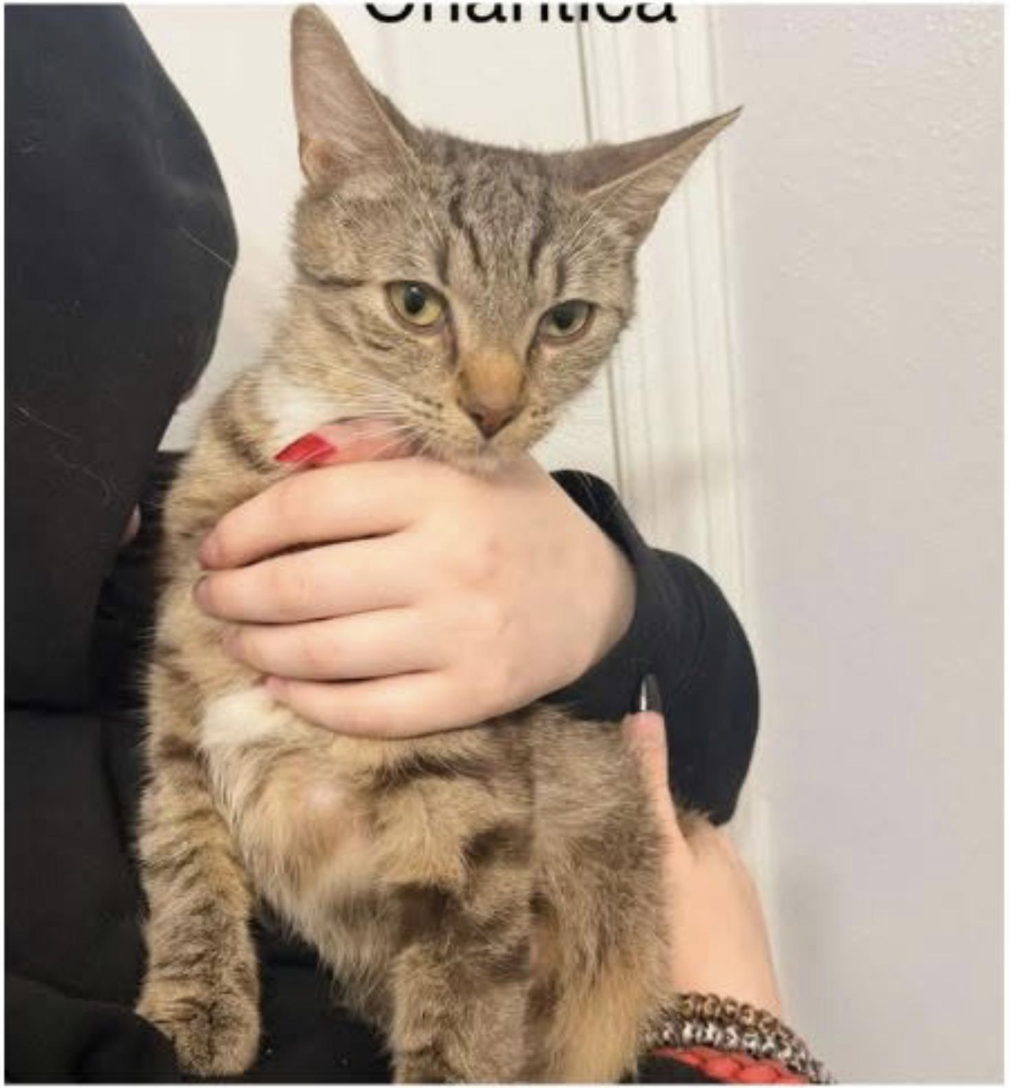 Enlarge Chantica, a ADOPTABLE Domestic Short Hair in Eugene, OR image 2/6